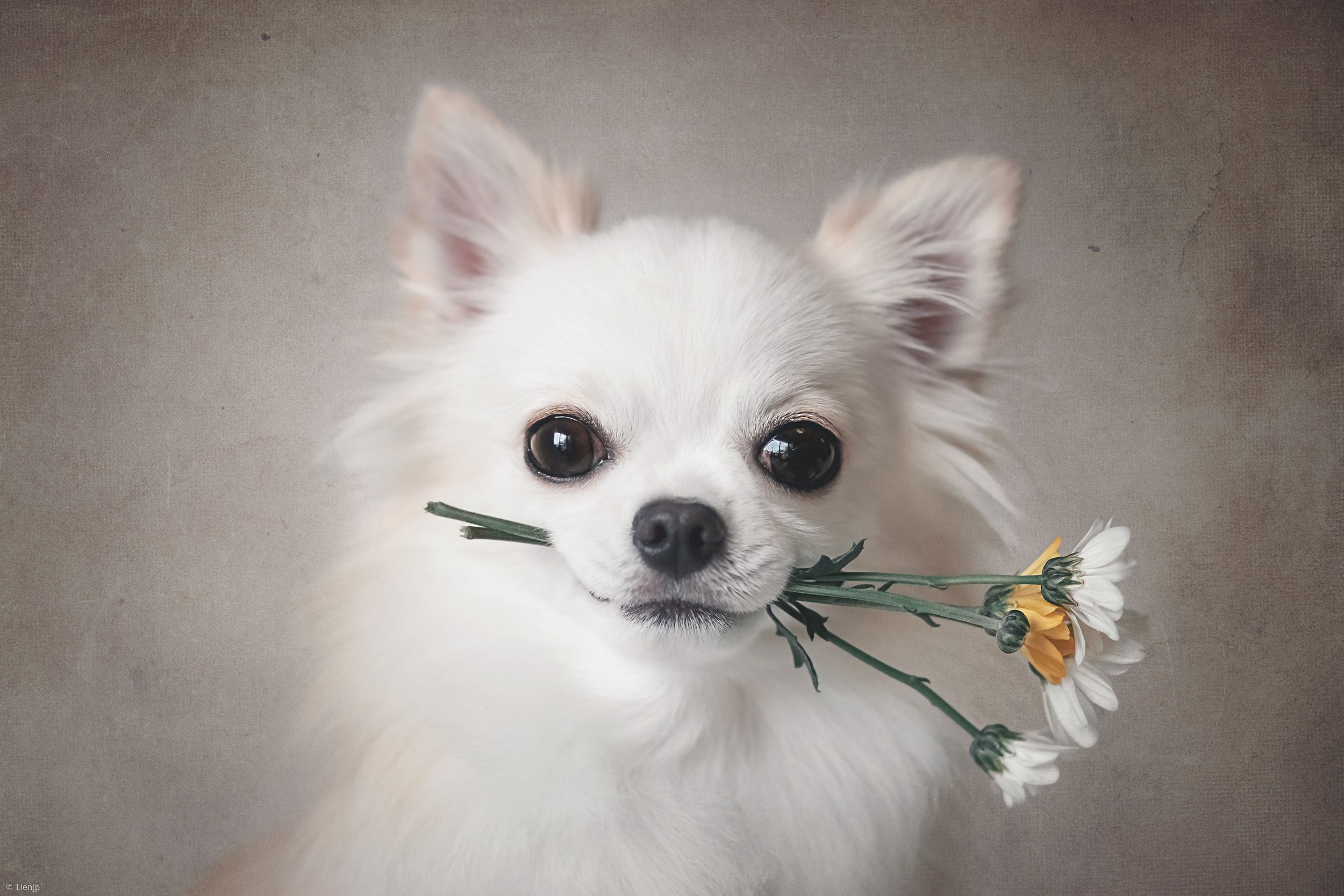 White Chihuahua with Flowers HD Wallpaper. Background Image