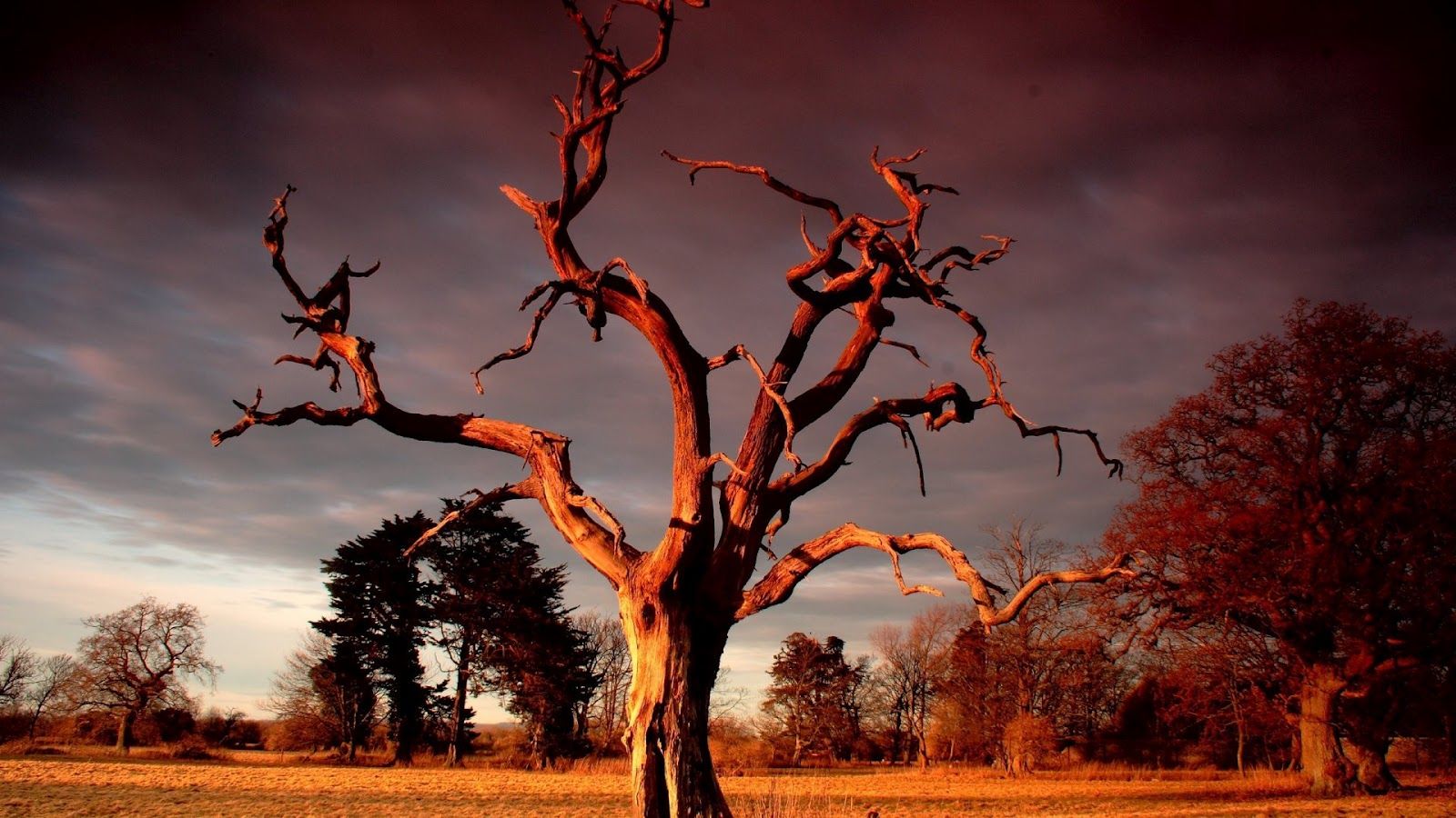 Red Sunset Over a Dry Tree