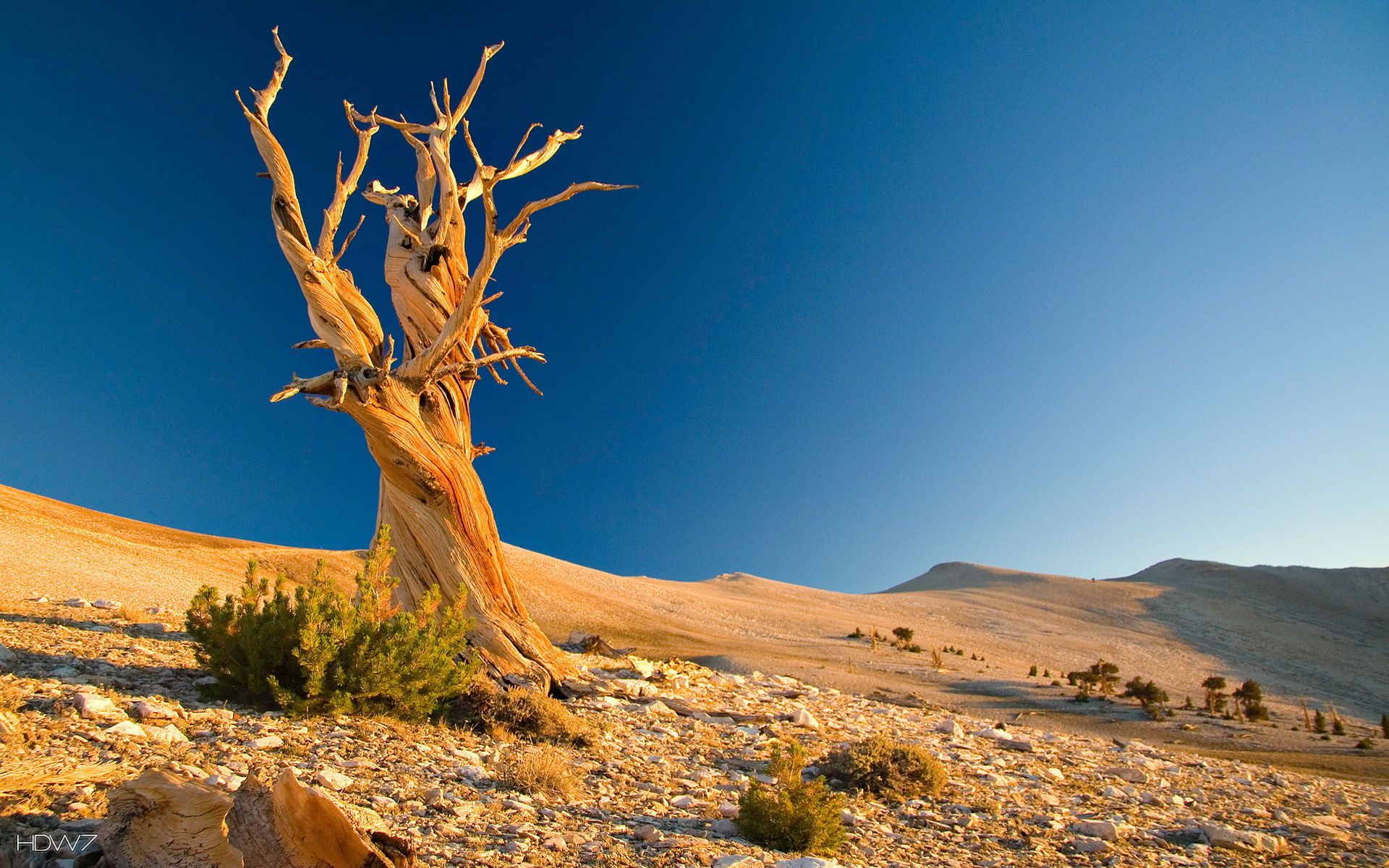 dry tree in the desert 1920x1200. HD wallpaper gallery