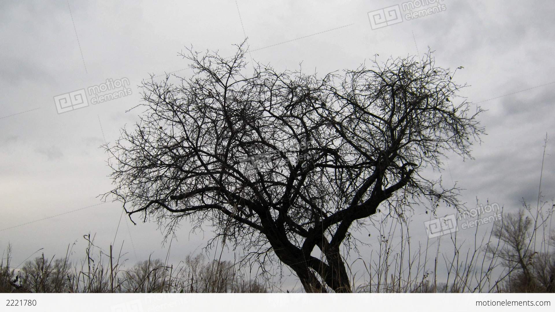 Free photo: Dry Tree, Cloudy, Dry