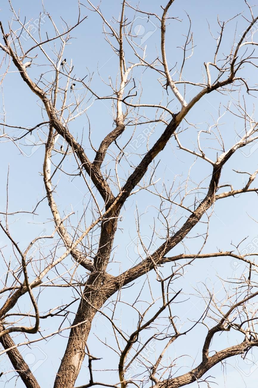 Free download Dry Tree Branches Of Dry Tree On Background Of Blue Sky [866x1300] for your Desktop, Mobile & Tablet. Explore Dry Background. Dry Background, Dry Strippable Wallpaper, How