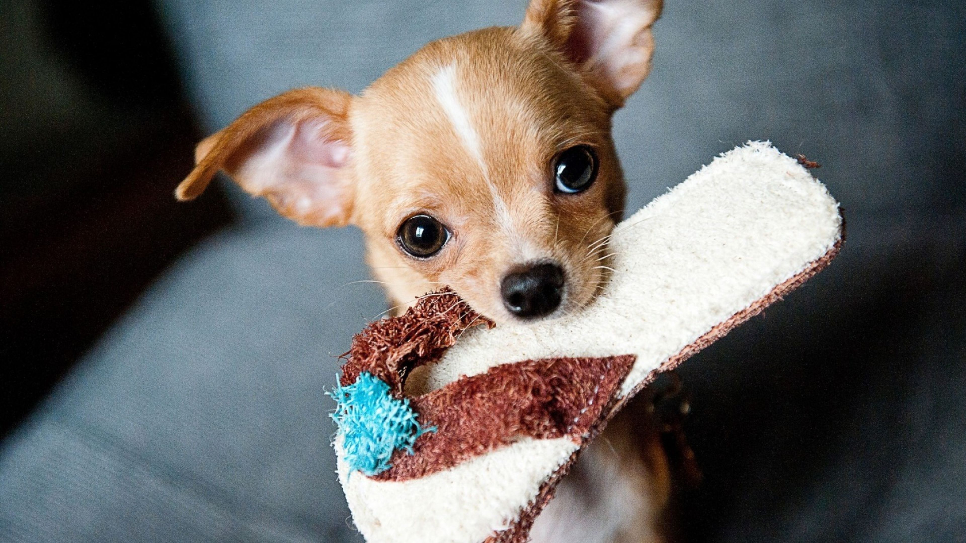Chihuahua Puppies, HD Animals, 4k Wallpaper, Image, Background, Photo and Picture