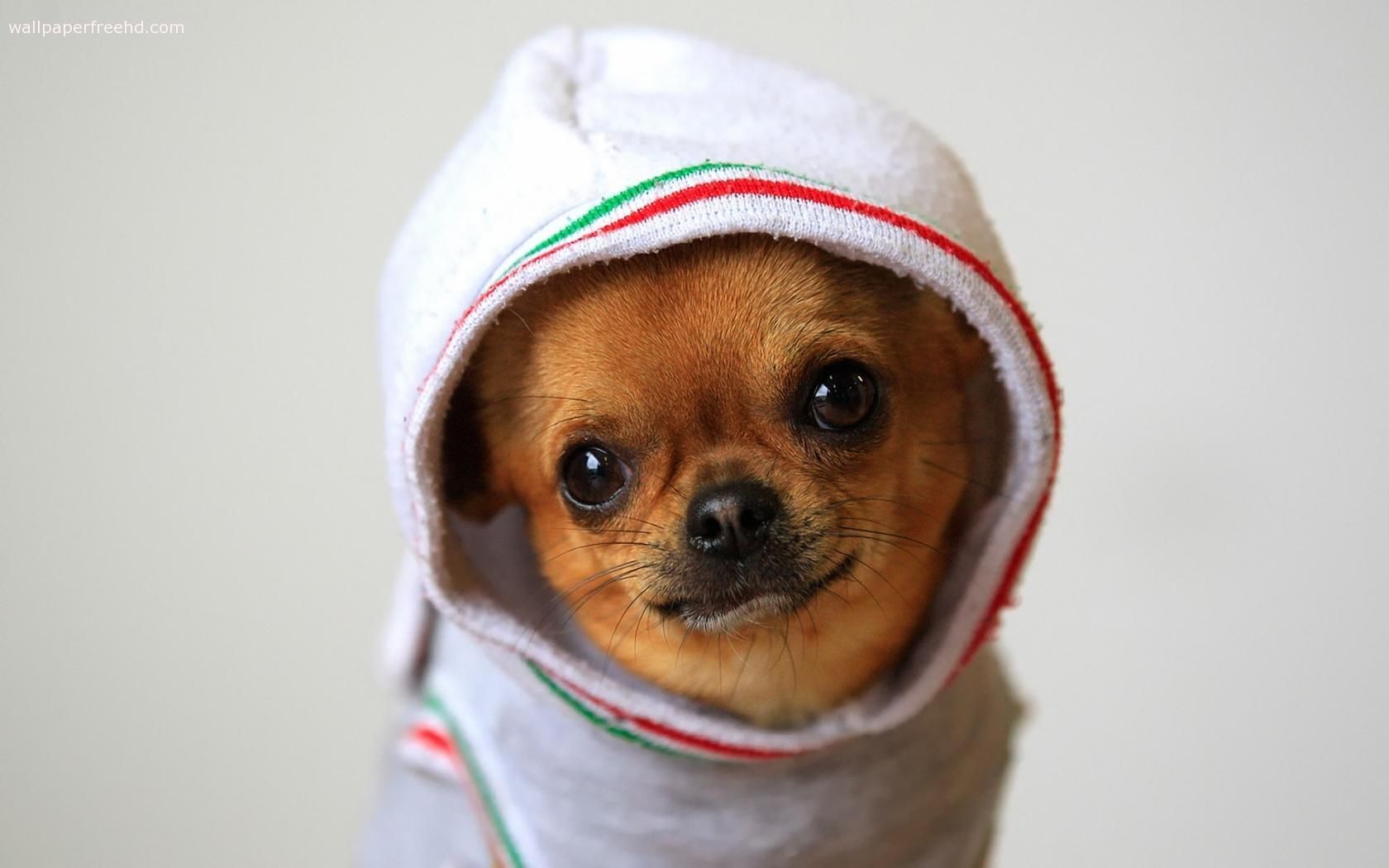 cute animals picture chihuahuas. Cute Chihuahua Wallpaper