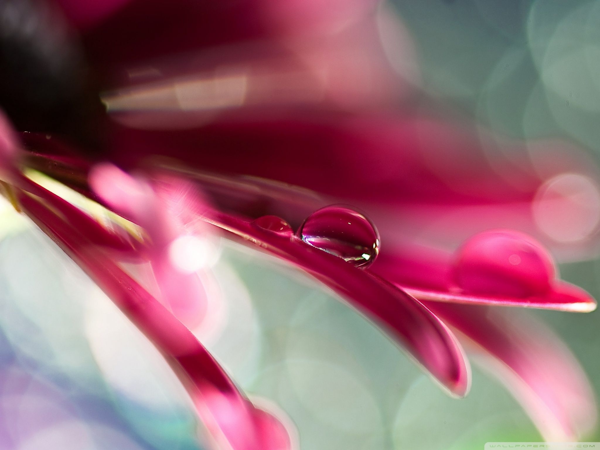 Water Drop On Pink Petal Ultra HD Desktop Background Wallpaper for 4K UHD TV, Tablet