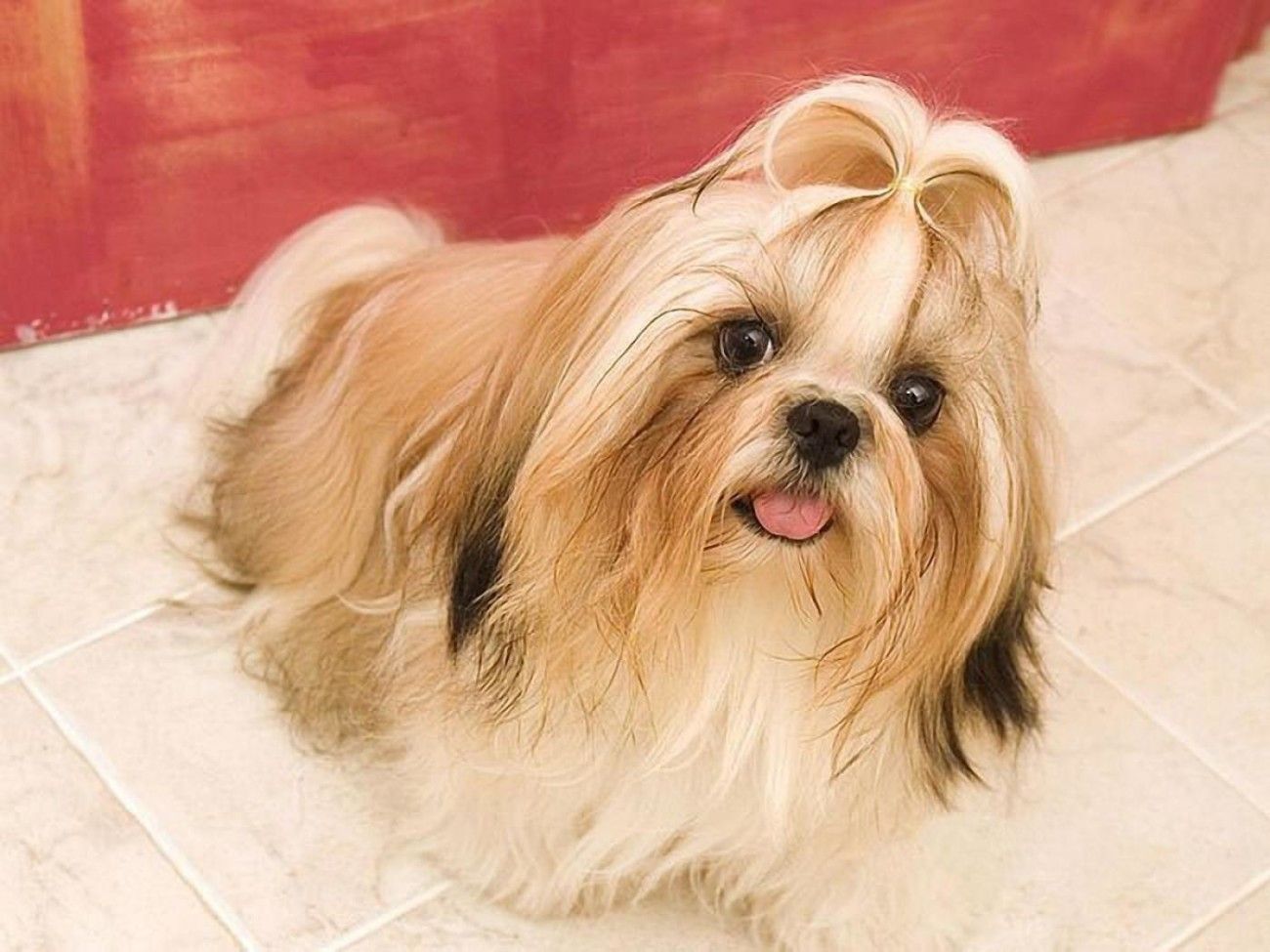 long haired shih tzu puppies. Cute puppy wallpaper, Beautiful
