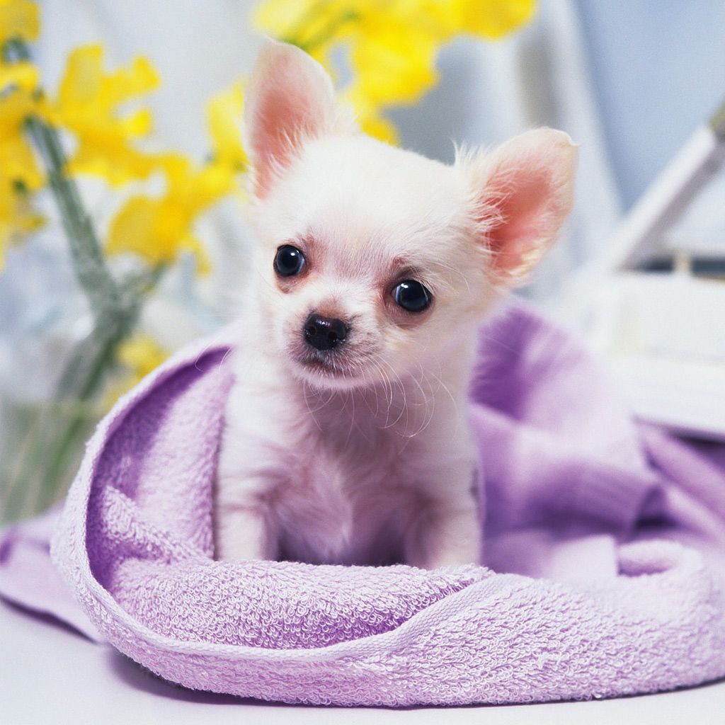 Free download Animals Cute Chihuahua Puppy iPad iPhone HD