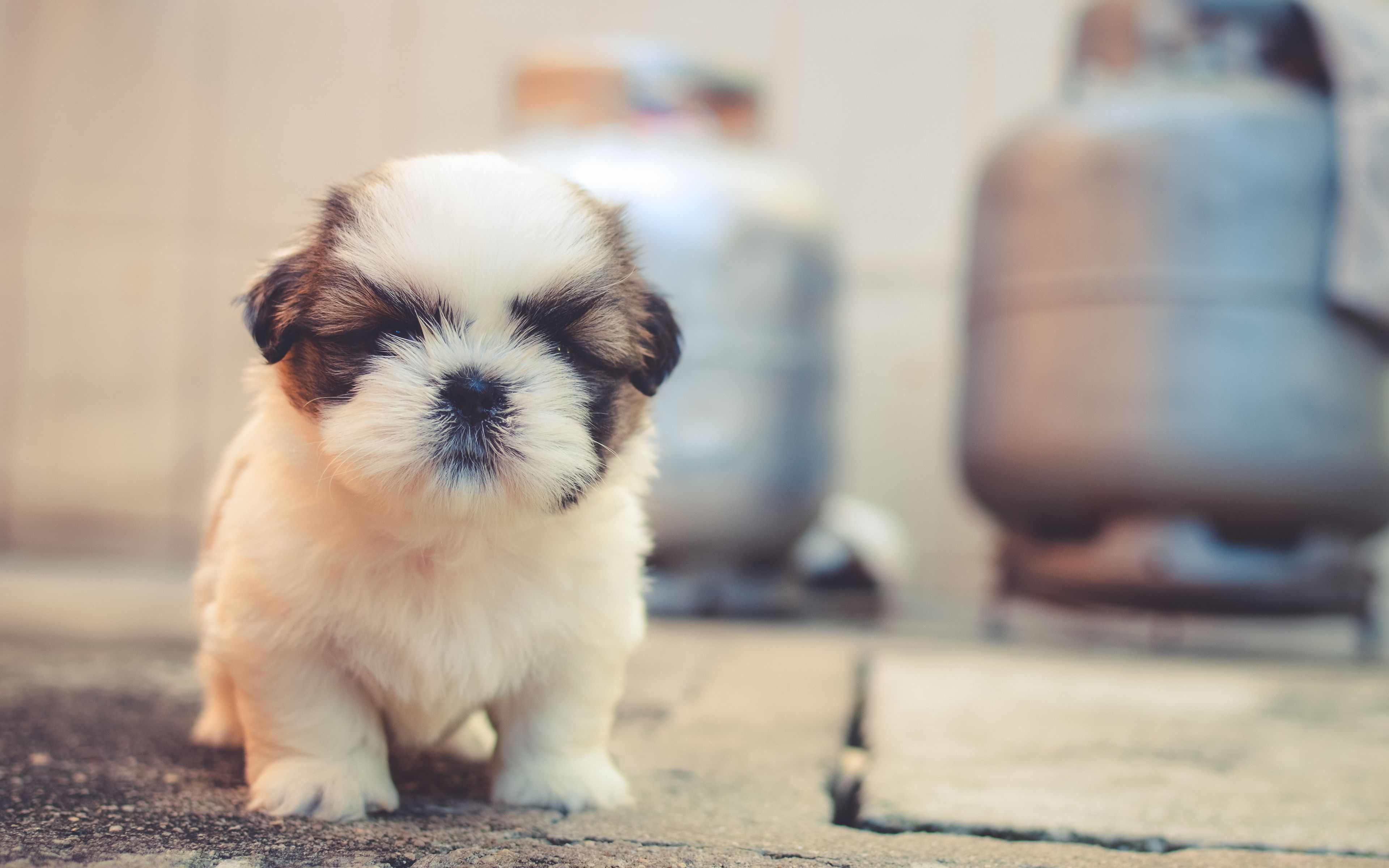 Download wallpaper Shih Tzu, 4k, pets, puppy, cute animals, cute