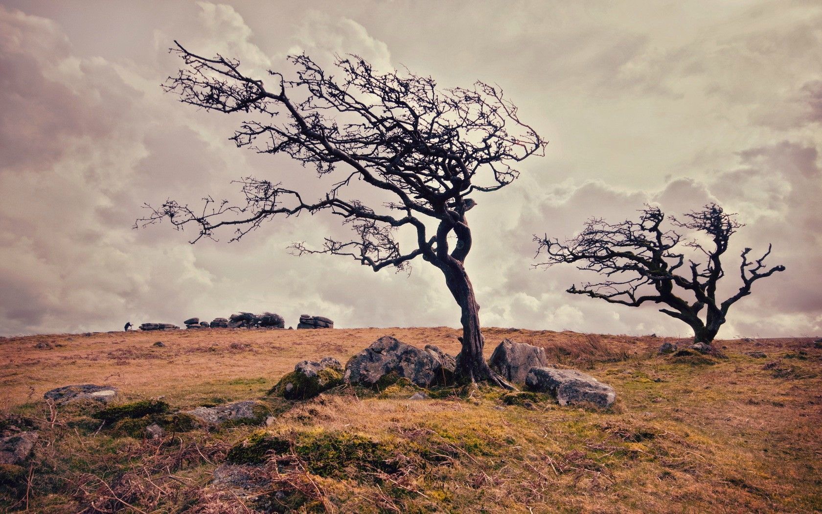 Landscapes (not my photo). Old trees, Landscape wallpaper, Tree photography