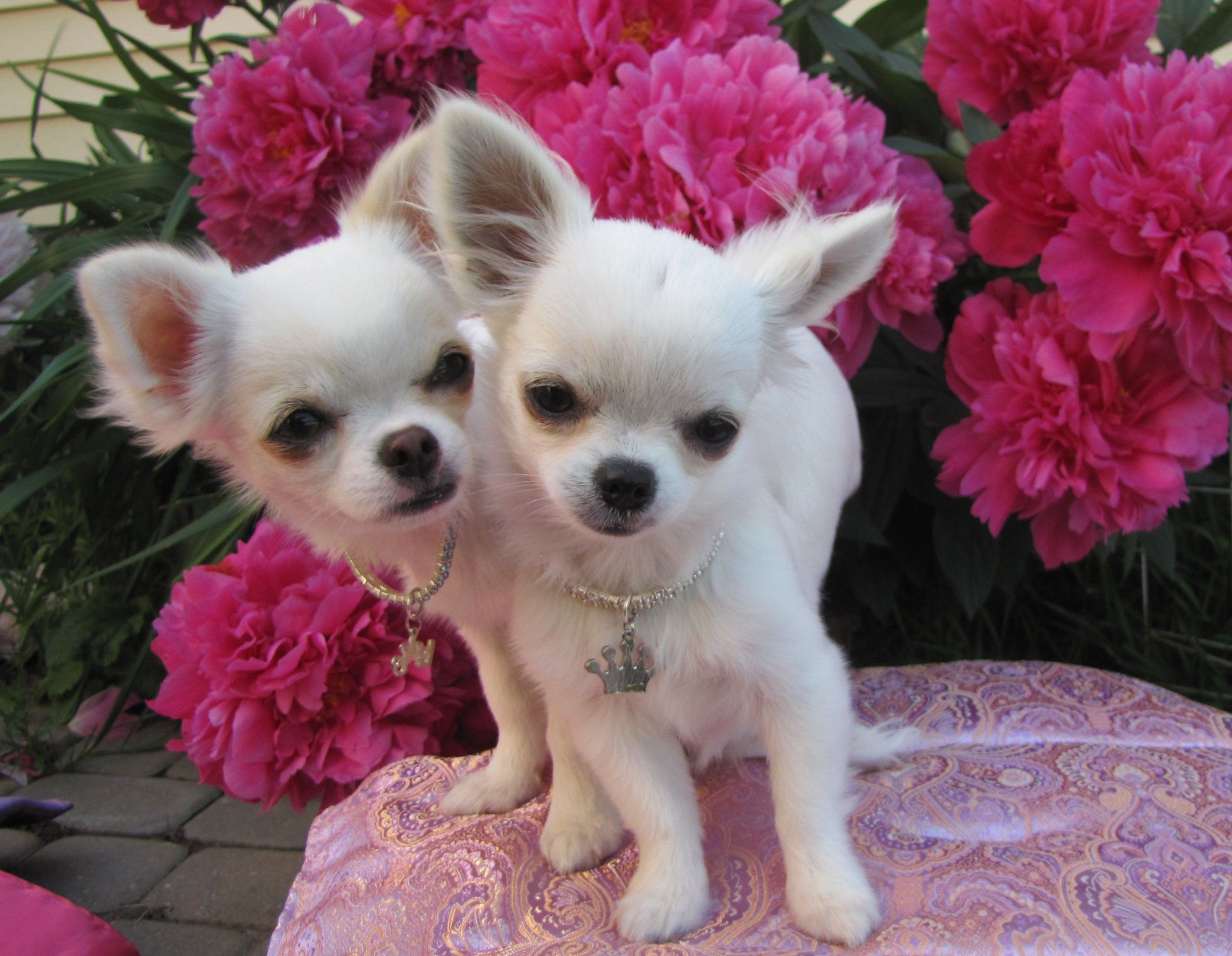 Chihuahua, Dog, Dogs Animal Wallpaper, HD Wallpaper, High