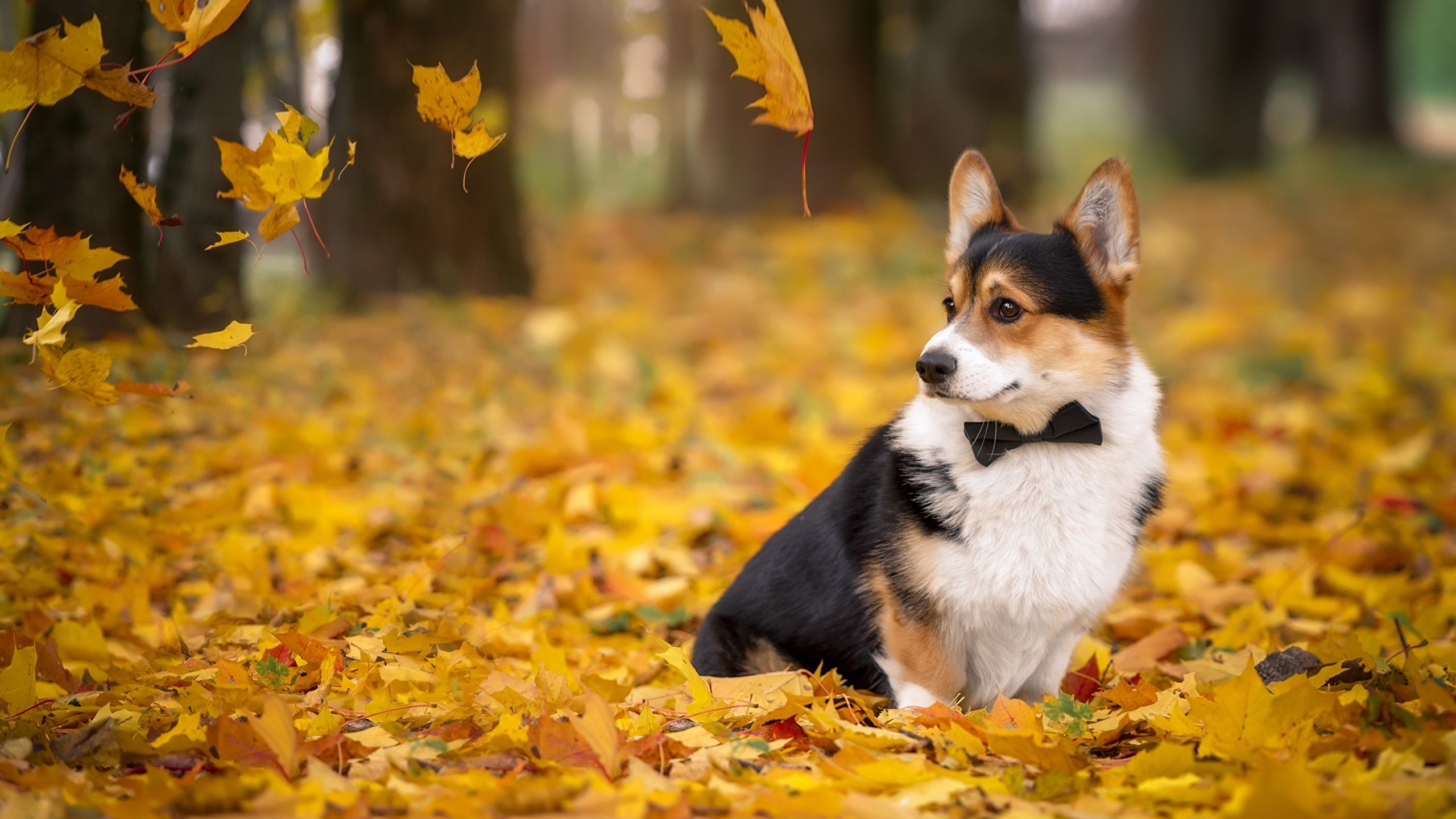 Picture Welsh Corgi dog Foliage Autumn Animals 2560x1440