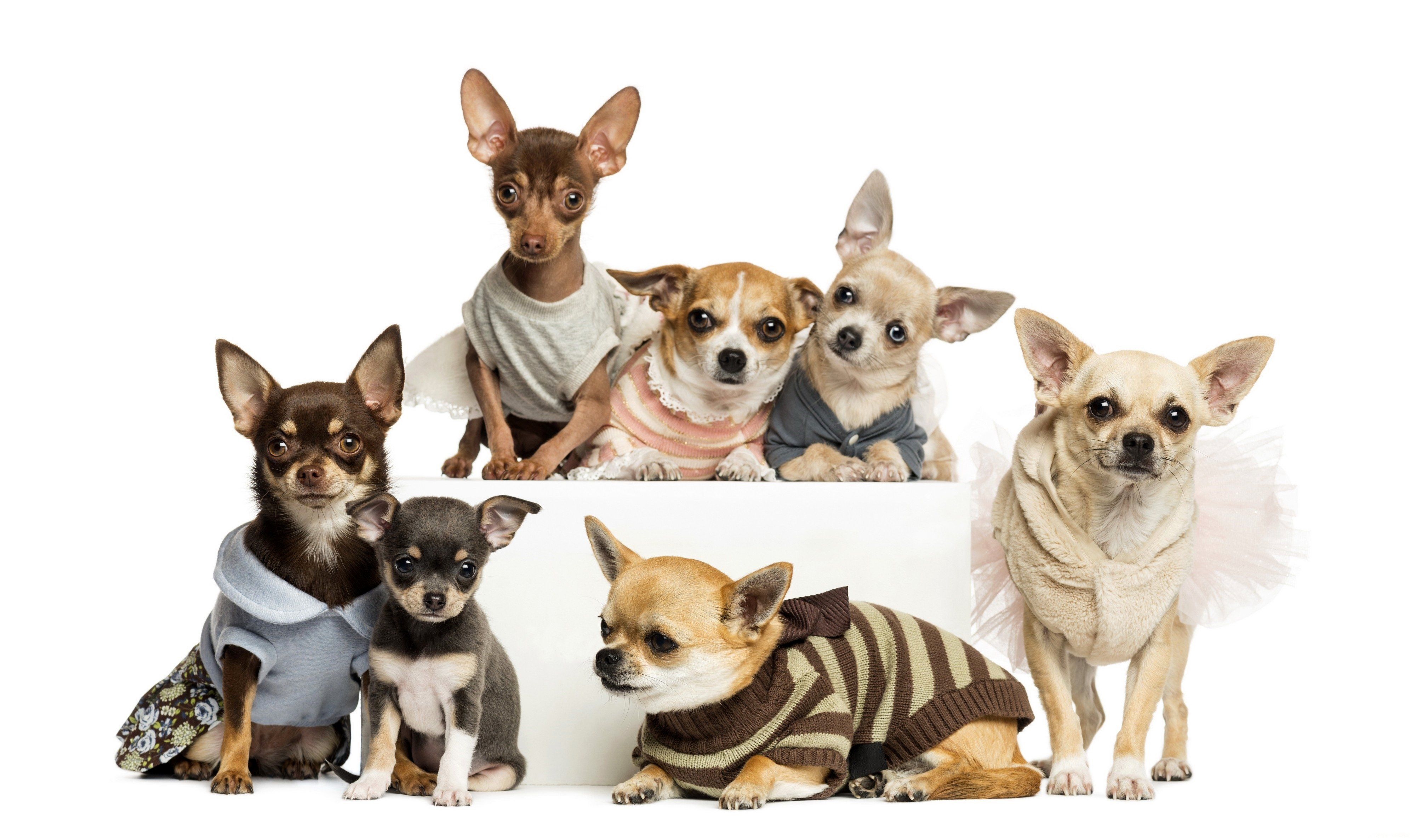 dogs, Many, Chihuahua, Animals Wallpaper HD / Desktop and Mobile