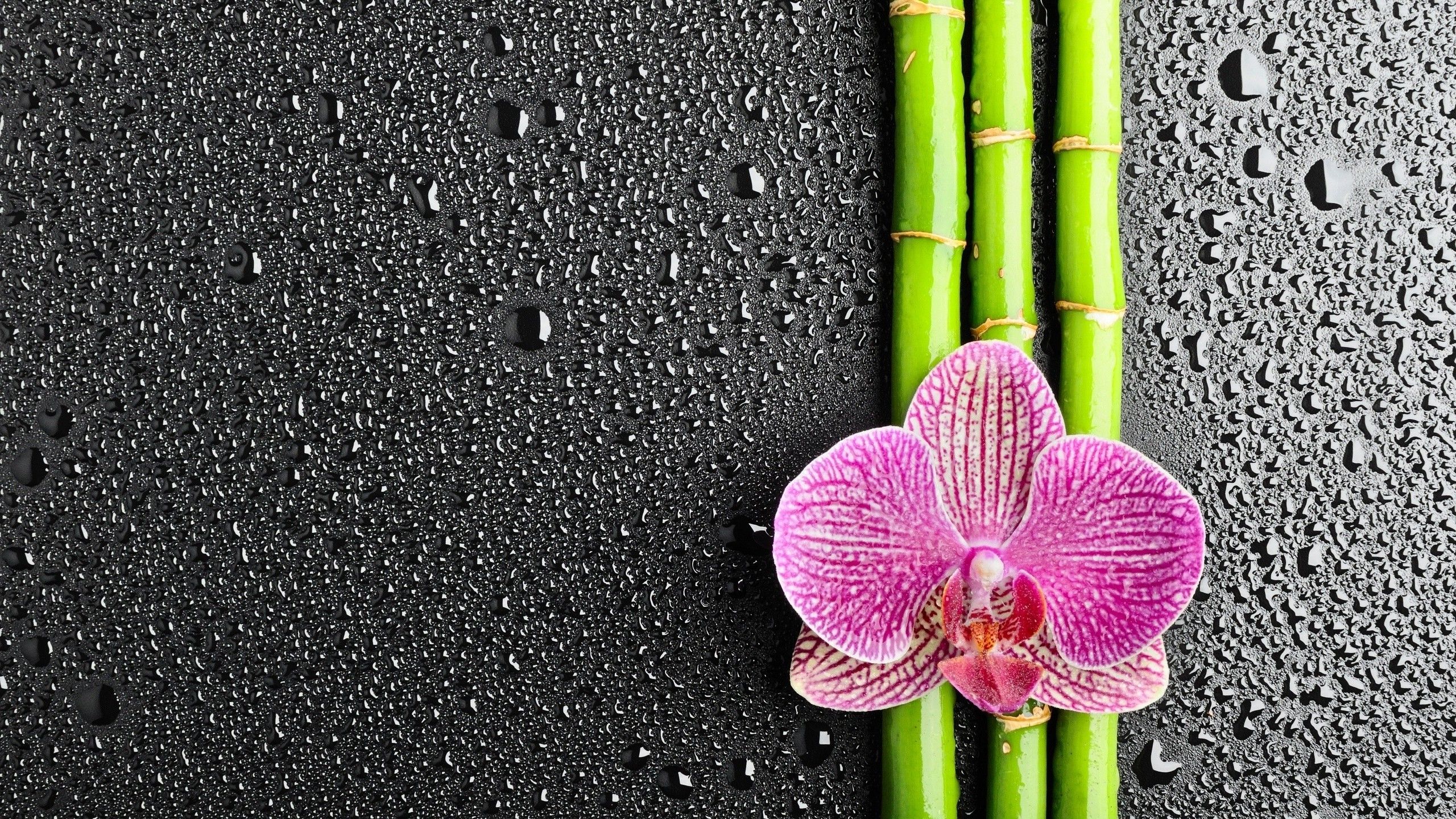 flowers, Water Drops, Bamboo, Orchids Wallpaper HD / Desktop and Mobile Background