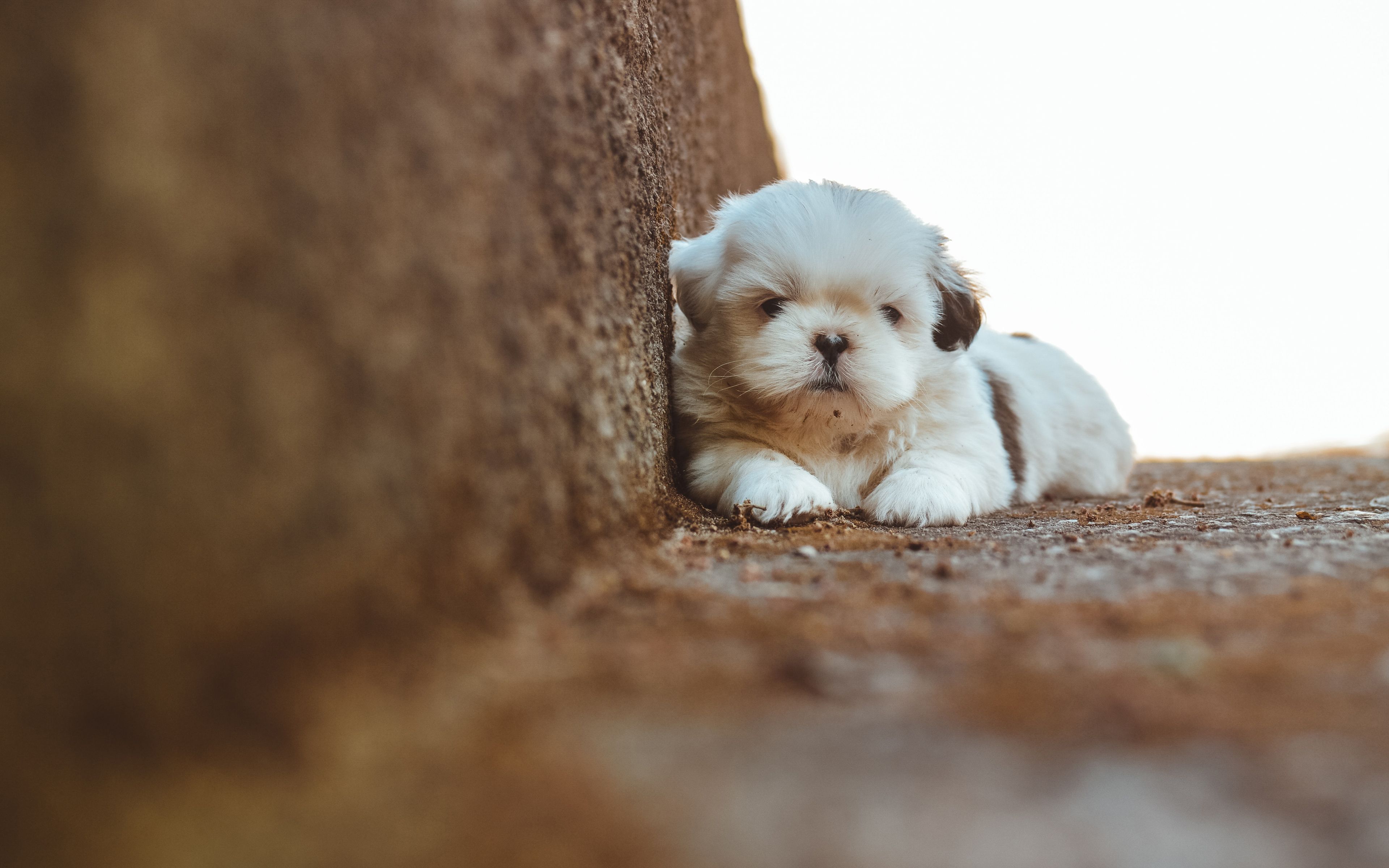 Download wallpaper 4k, Shih Tzu, puppy, fluffy dog, pets, dogs, cute animals, Shih tzu Dog for desktop with resolution 3840x2400. High Quality HD picture wallpaper
