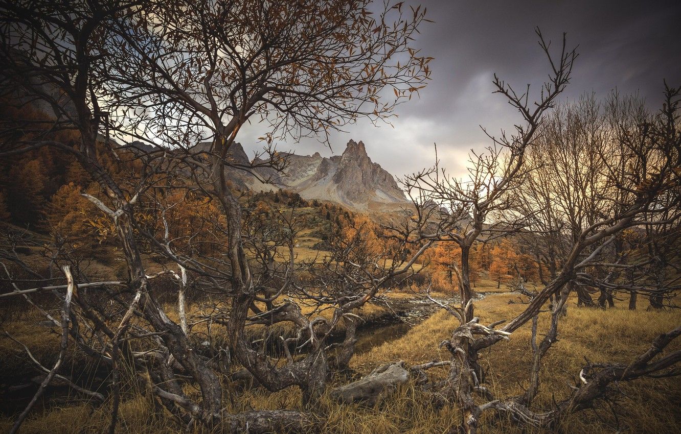 Wallpaper autumn, branches, dry tree image for desktop, section пейзажи