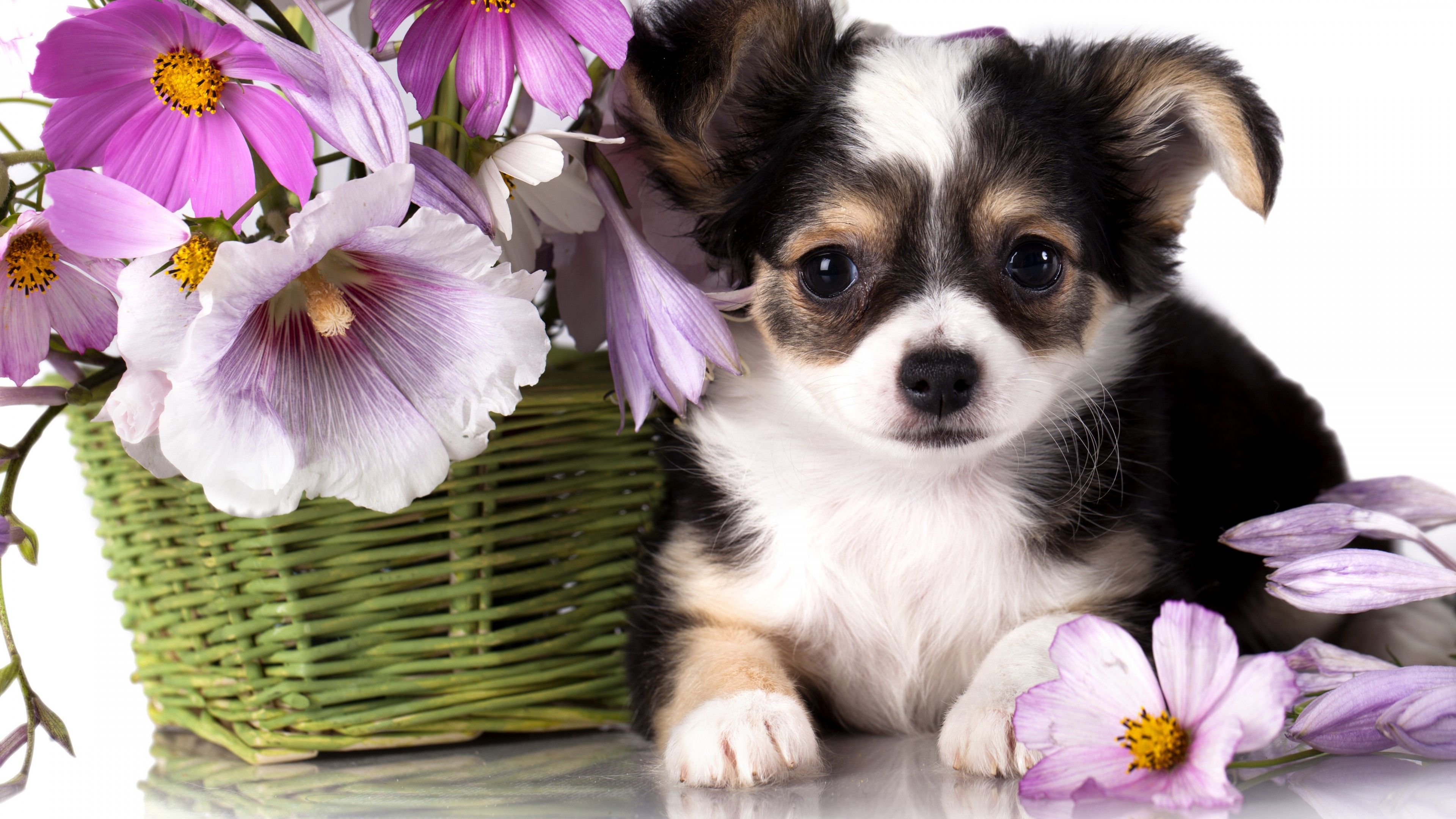 Wallpaper Chihuahua, puppy, dog, flower, animal, Animals Wallpaper
