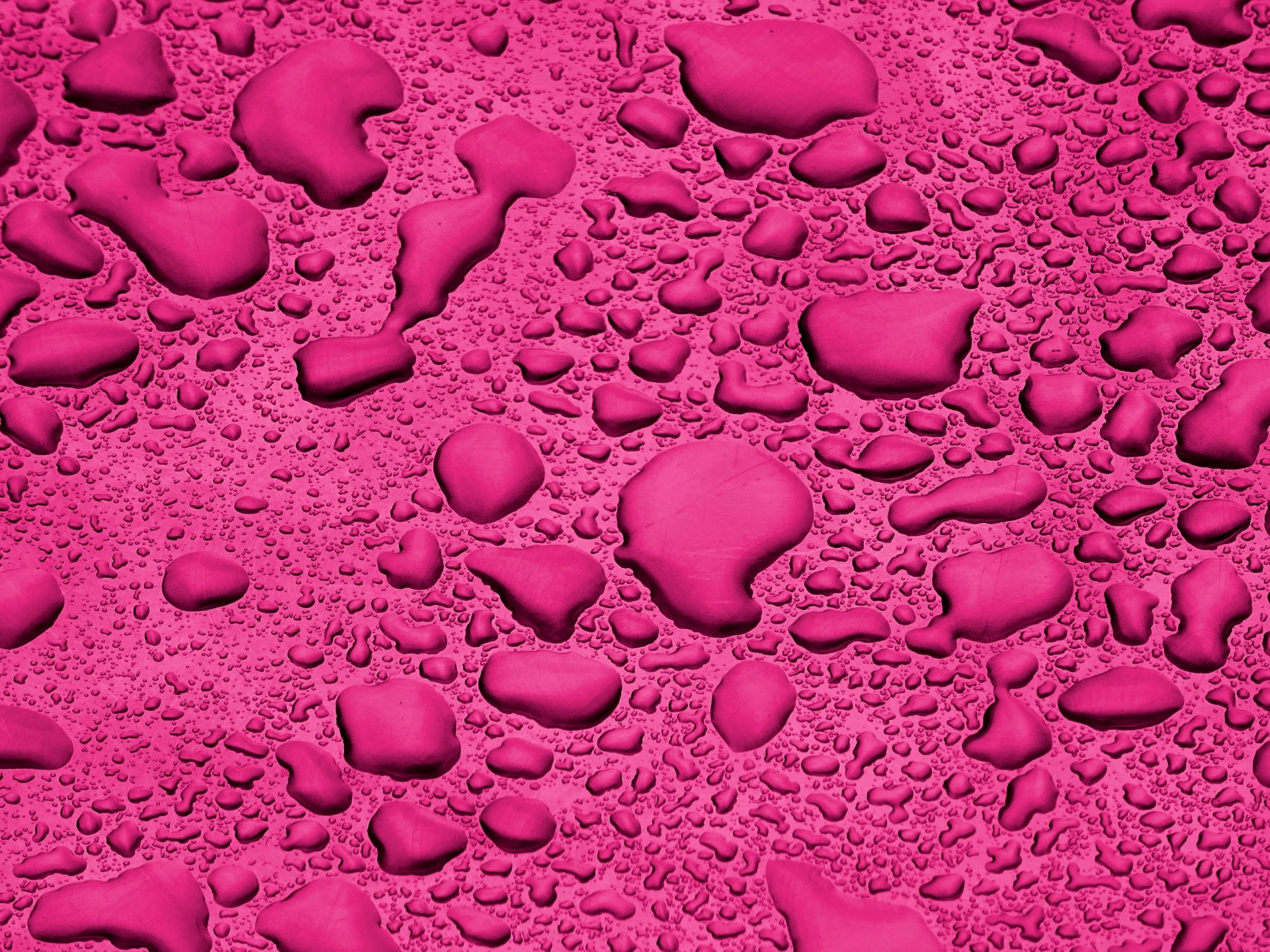 Download free photo of Pink, cerise, rainfall, rain, liquid