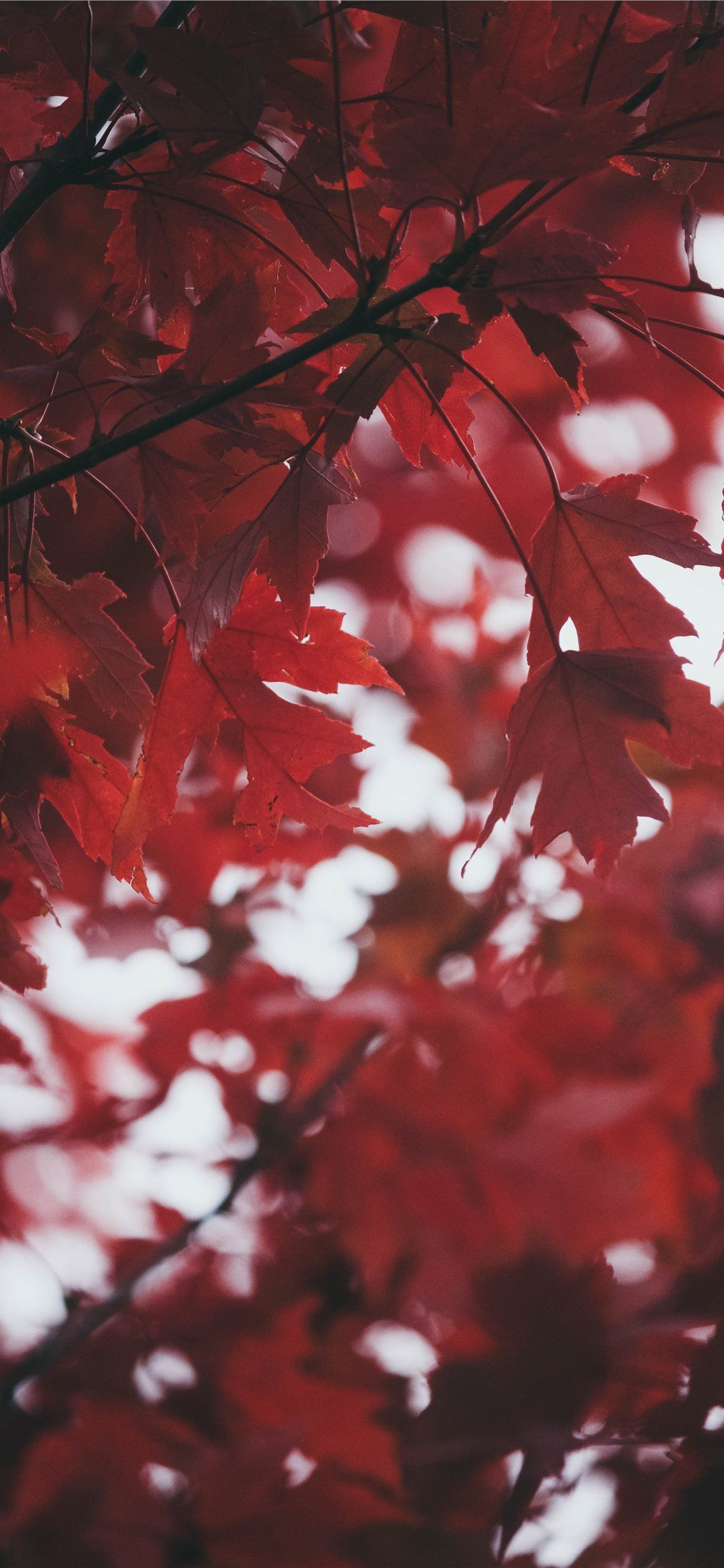 Deep Red Leaves iPhone 11 Wallpaper Free Download