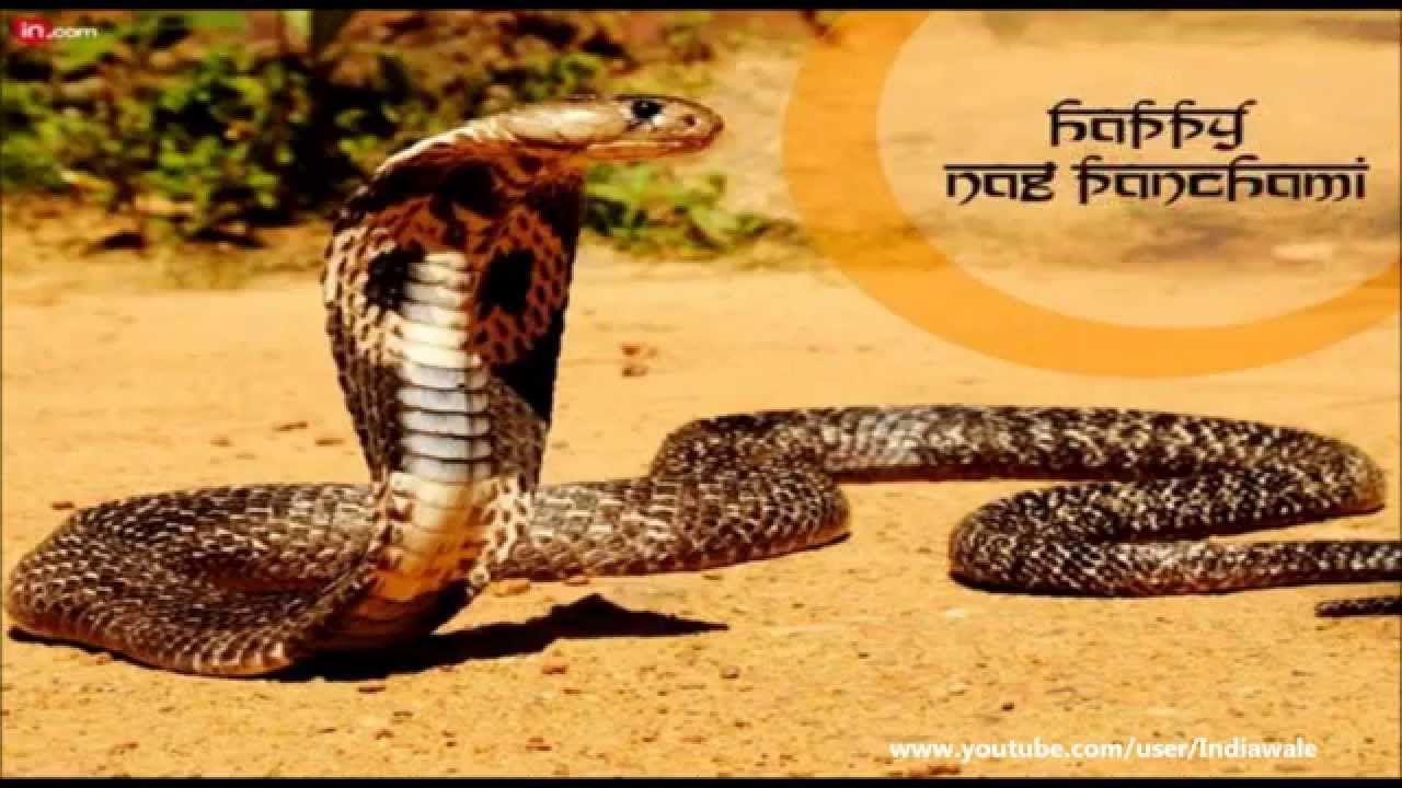 Happy Naag Panchami 2015- greetings, SMS, Wishes, Image, Whatsapp