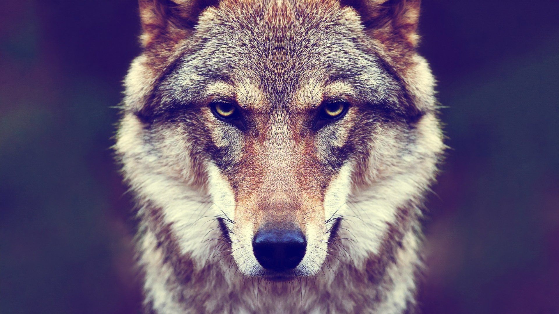 Awesome Alpha Male Wolf HD Wallpaper For iPhone wallpaper in 2020
