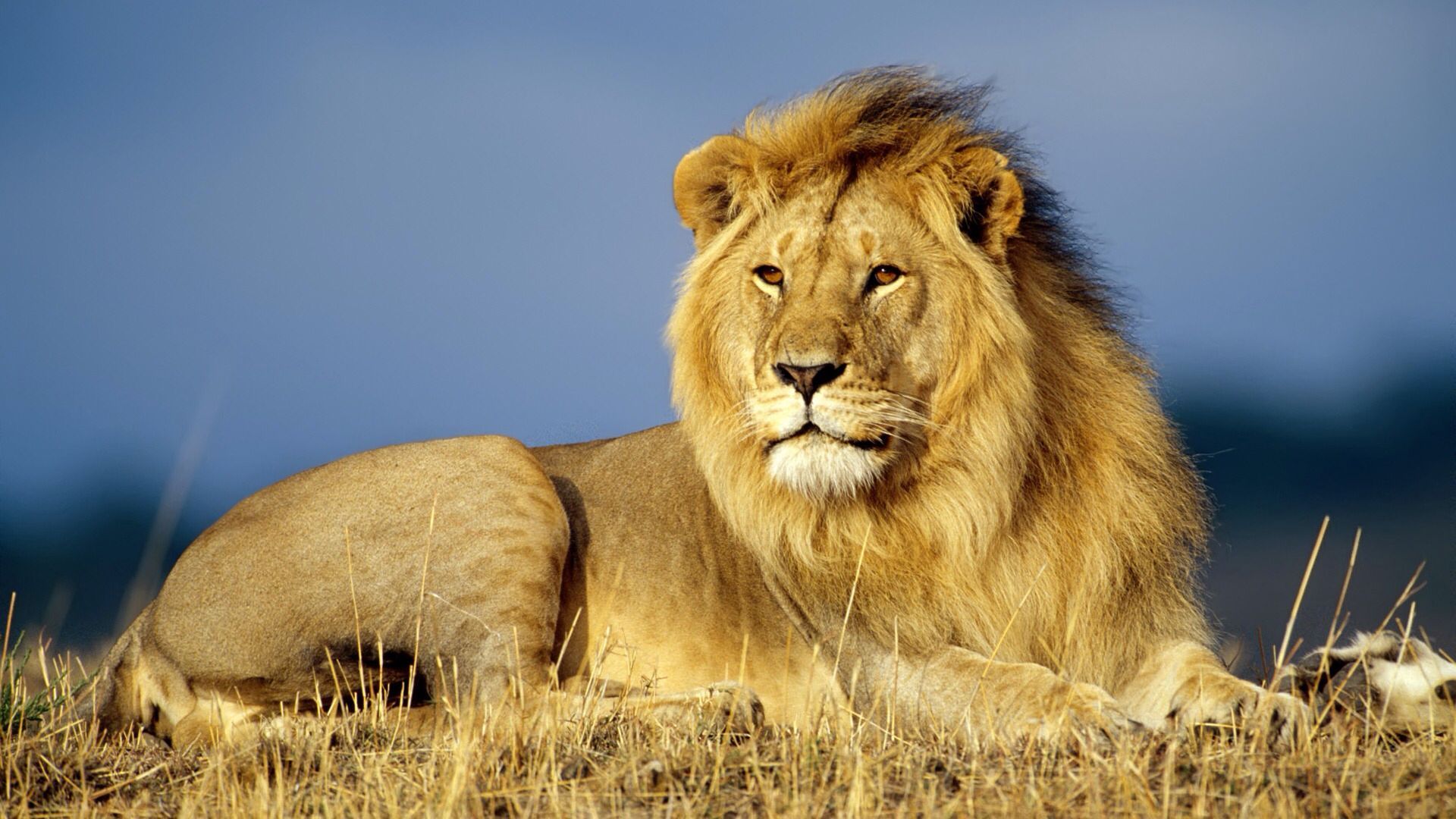 Alpha male lion. Lion picture, Lion HD wallpaper, African lion