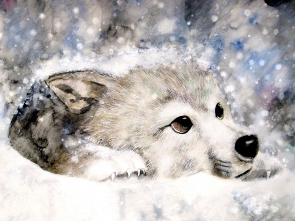 Cute Baby Wolf Wallpaper