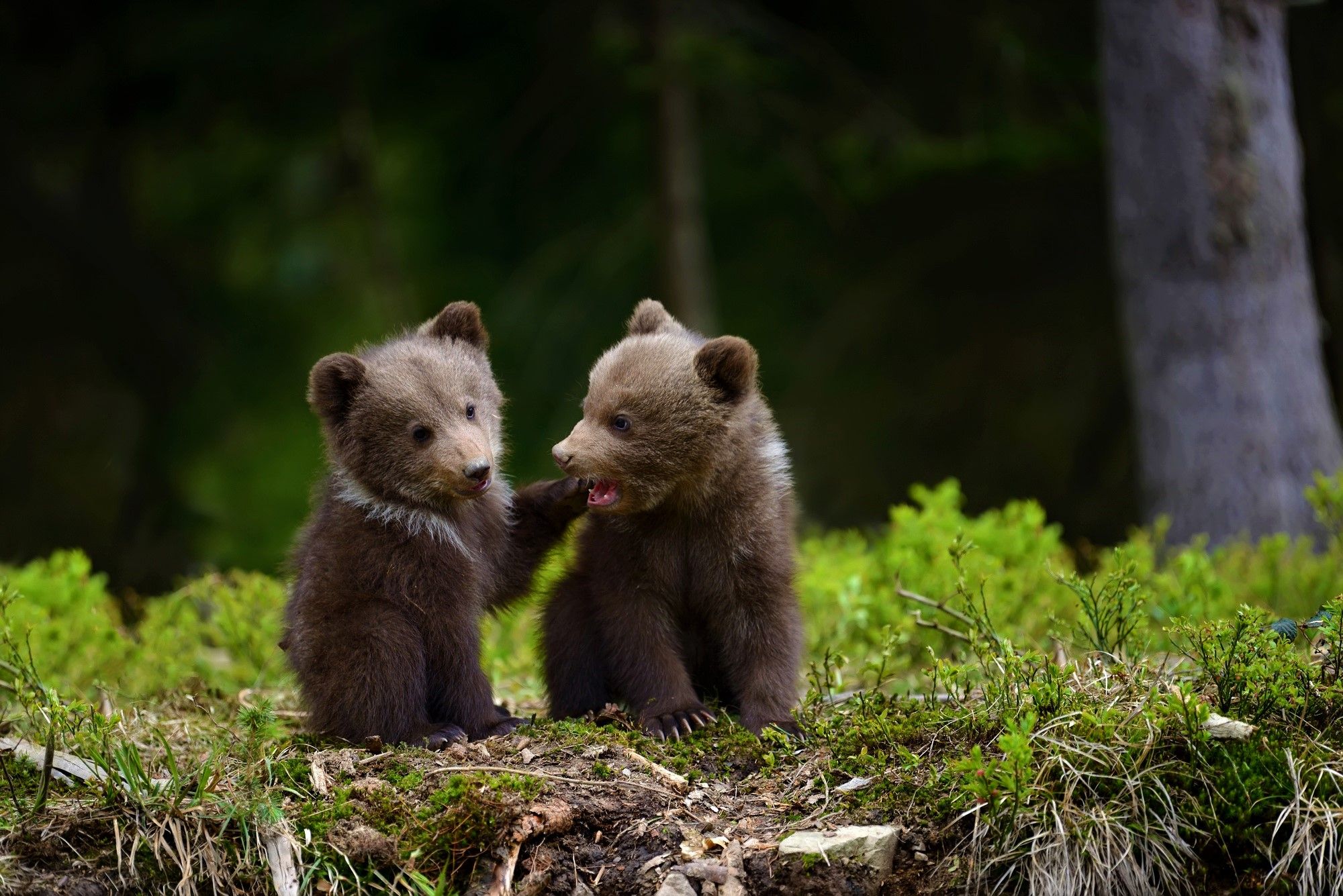 Adorable Bear Cubs HD Wallpaper. Background Imagex1335
