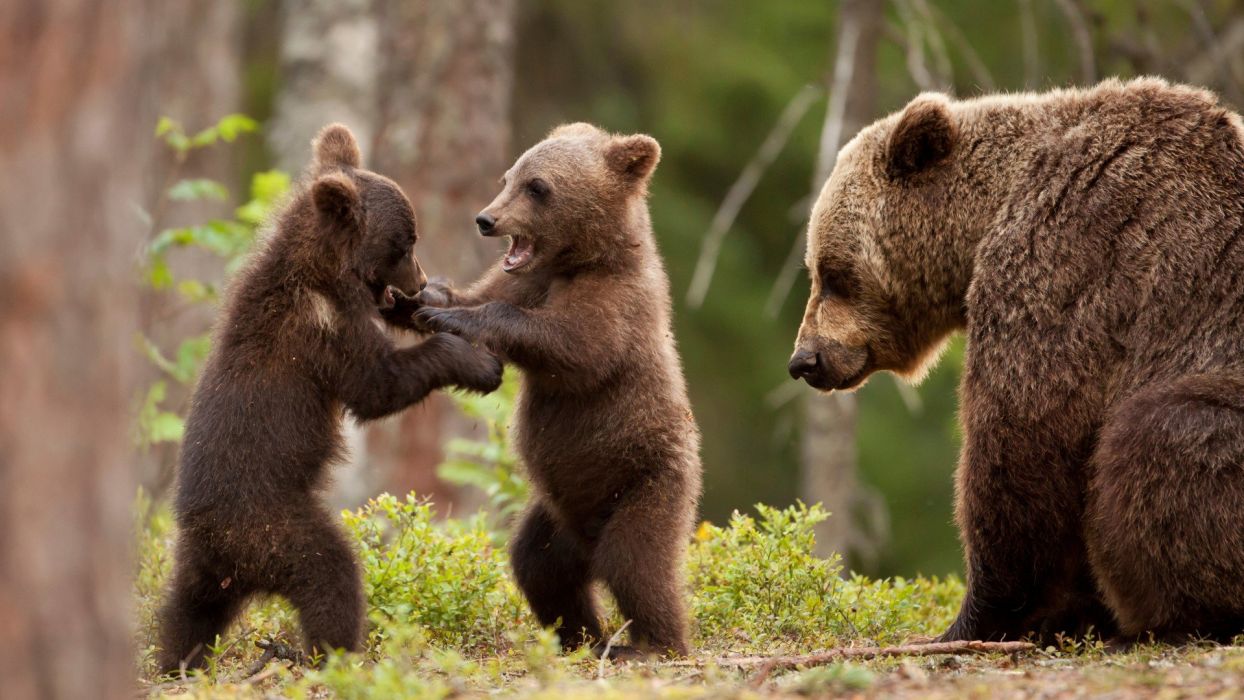 Bear cubs wallpaperx1080