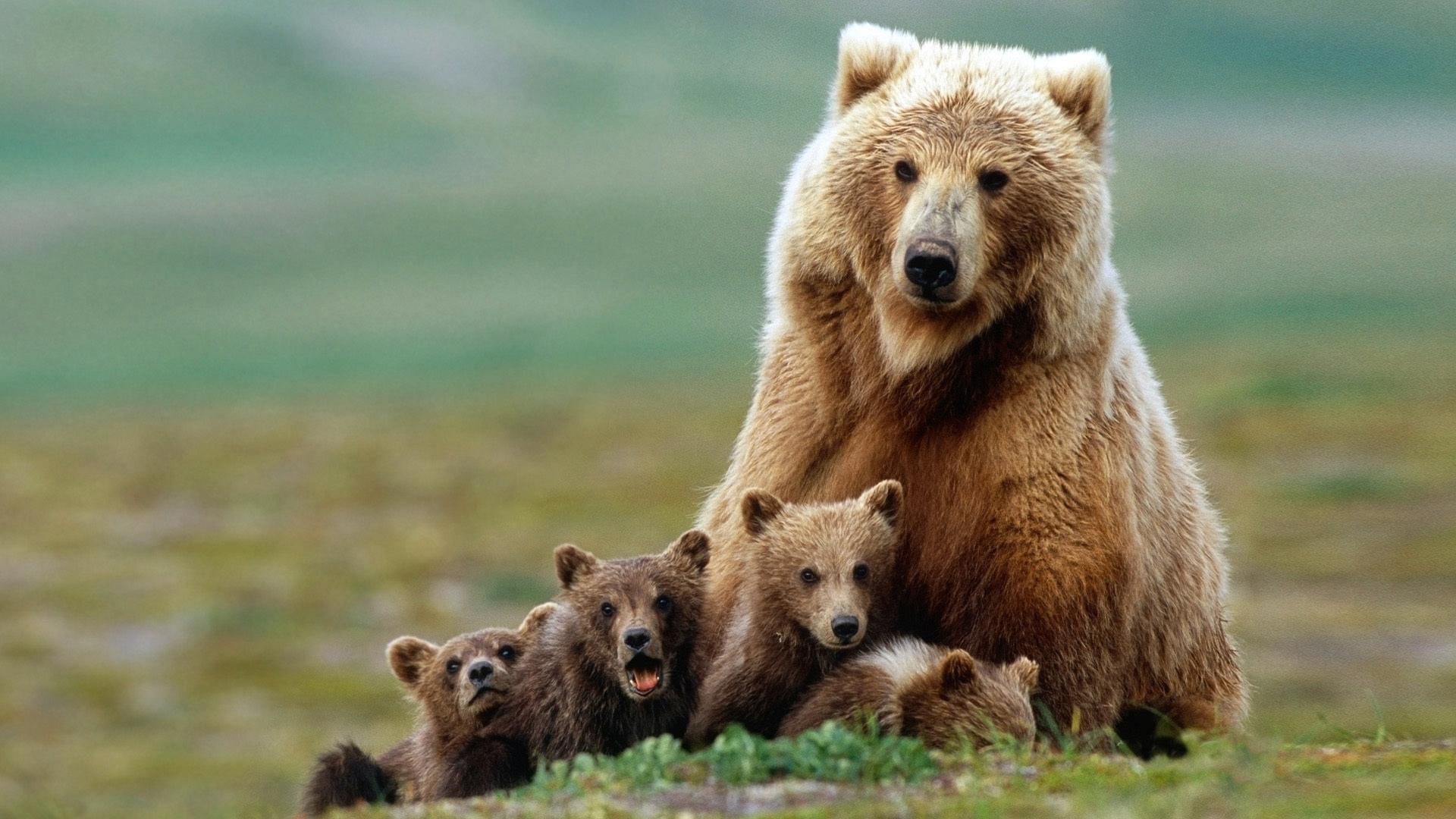 Bear Cubs HD Wallpaperx1080