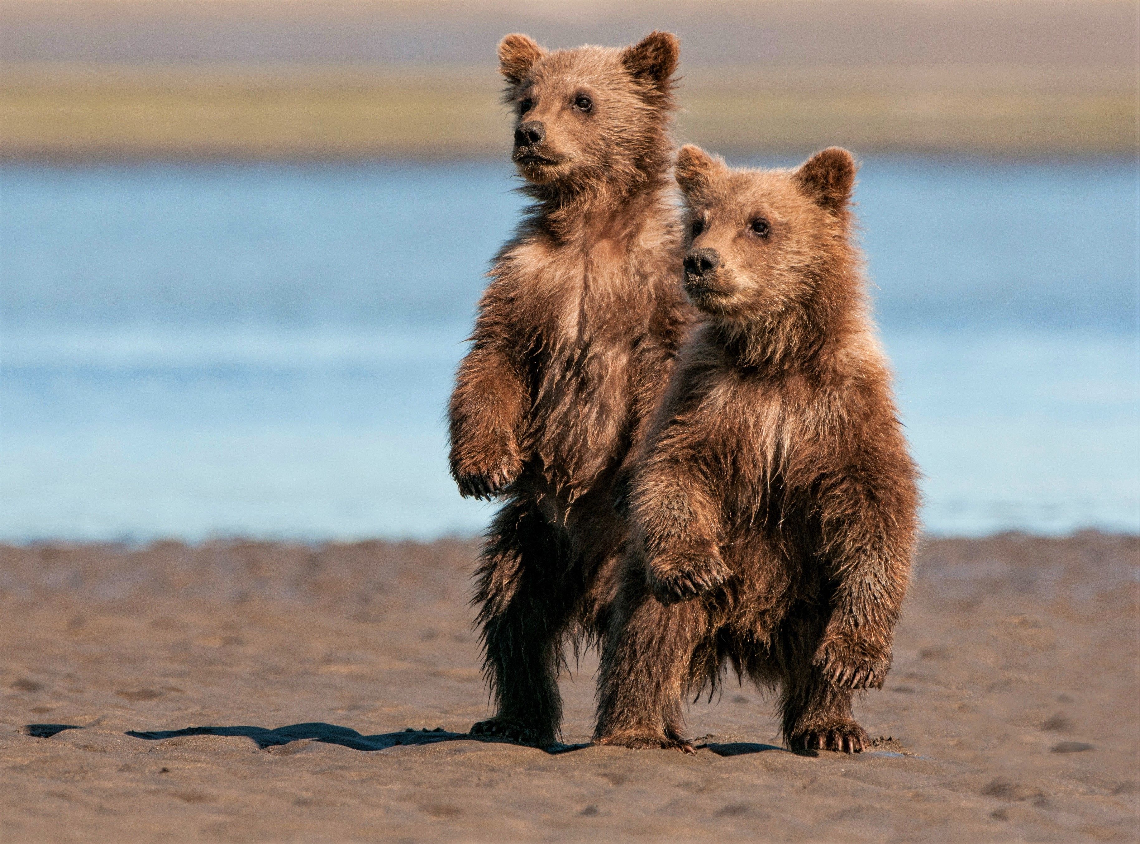 Two Bear Cubs on the Beach HD Wallpaper