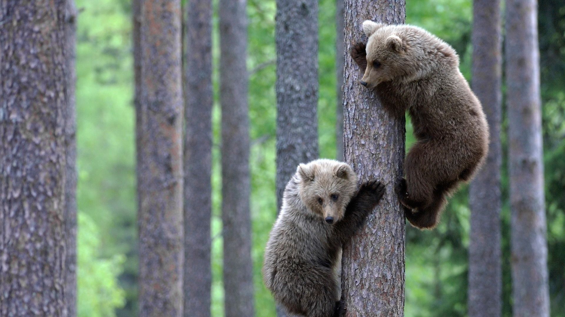 Download Wallpaper 1920x1080 bear, couple, bear cubs, tree. Bear cubs, Bear stuffed animal, Animals beautiful