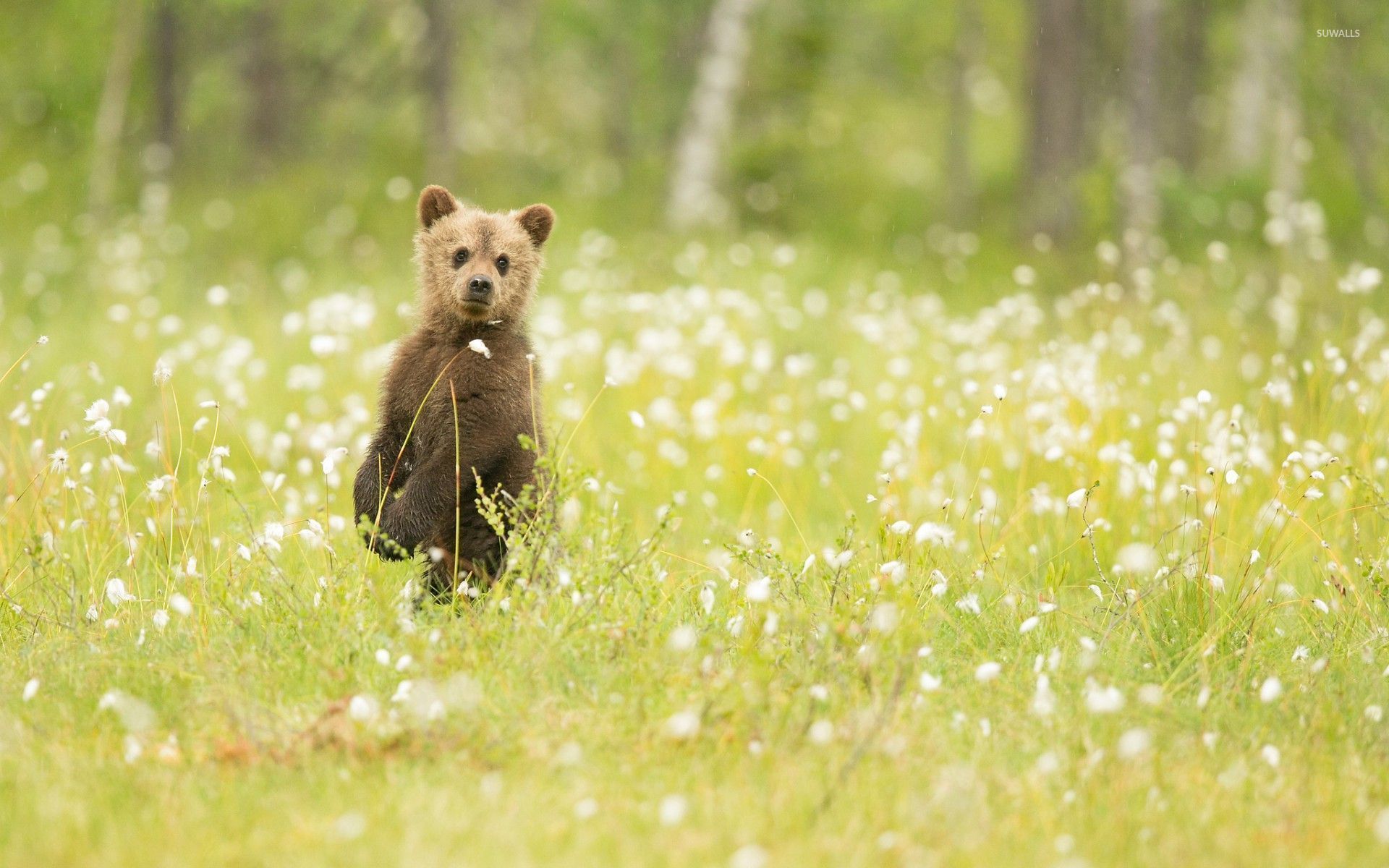 Adorable bear cub in the grass wallpaper wallpaper