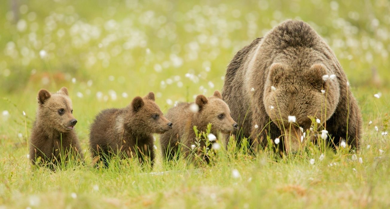 Bears bear cubs family mom kids wallpaperx1099