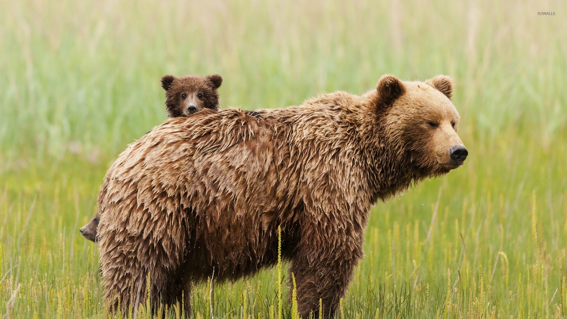 Bear with cubs wallpaper wallpaper