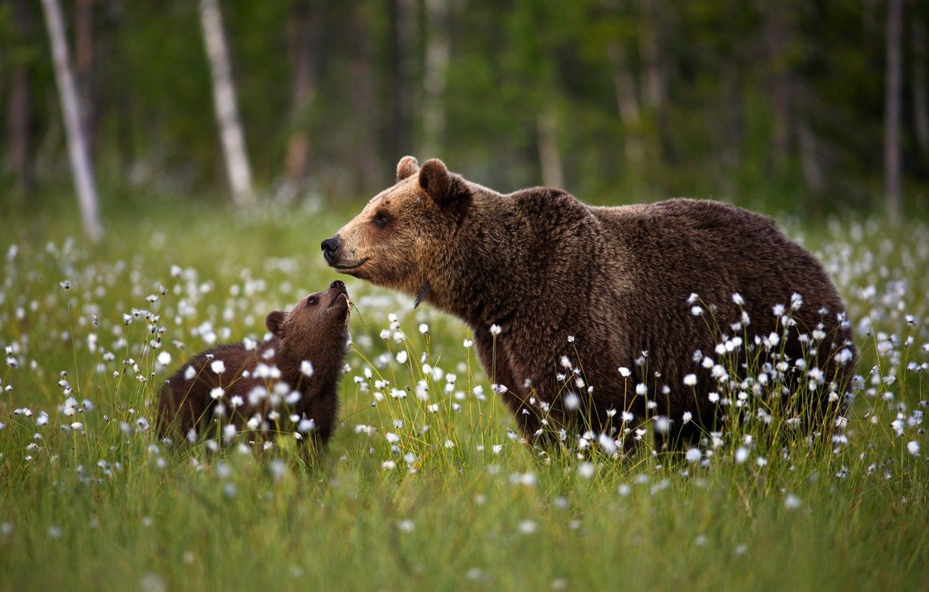 Wallpaper glade, bears, bear, cub, bear image for desktop, section животные