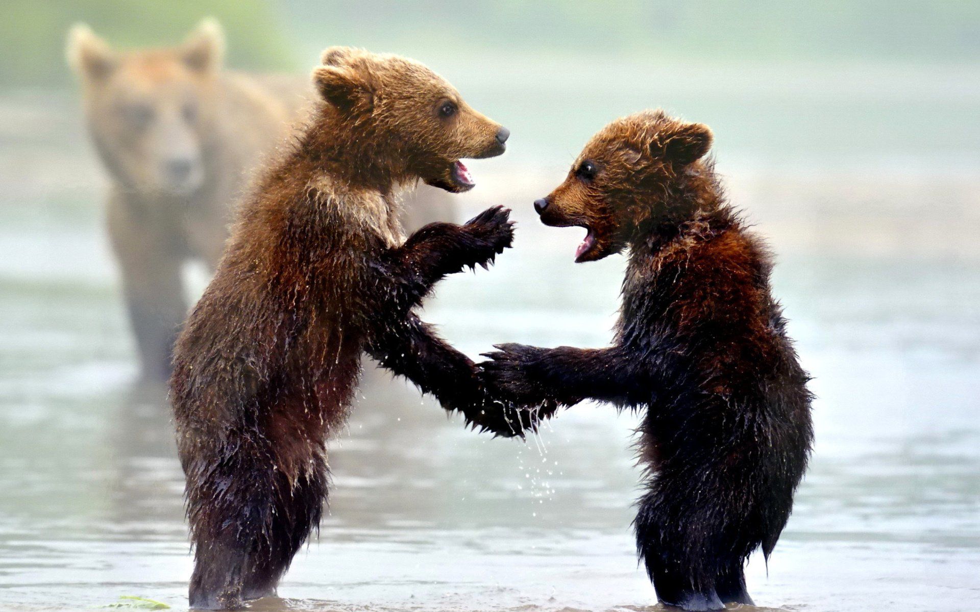 Two Cute Bear Cubs HD Wallpaper. Background Imagex1200