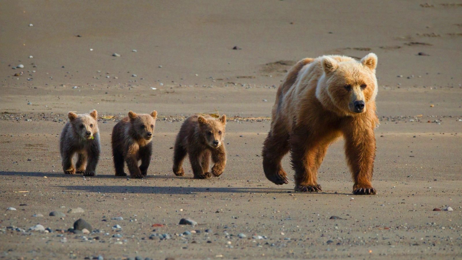 Cute bear cubs wallpaperx900