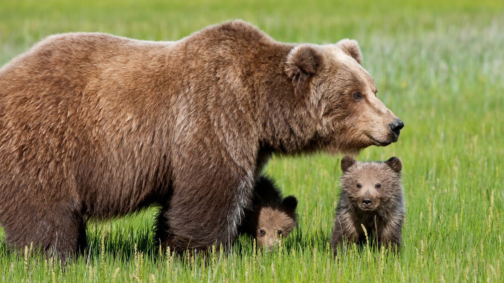 Momma Bear And Bear Cubs HD Wallpaperx1080