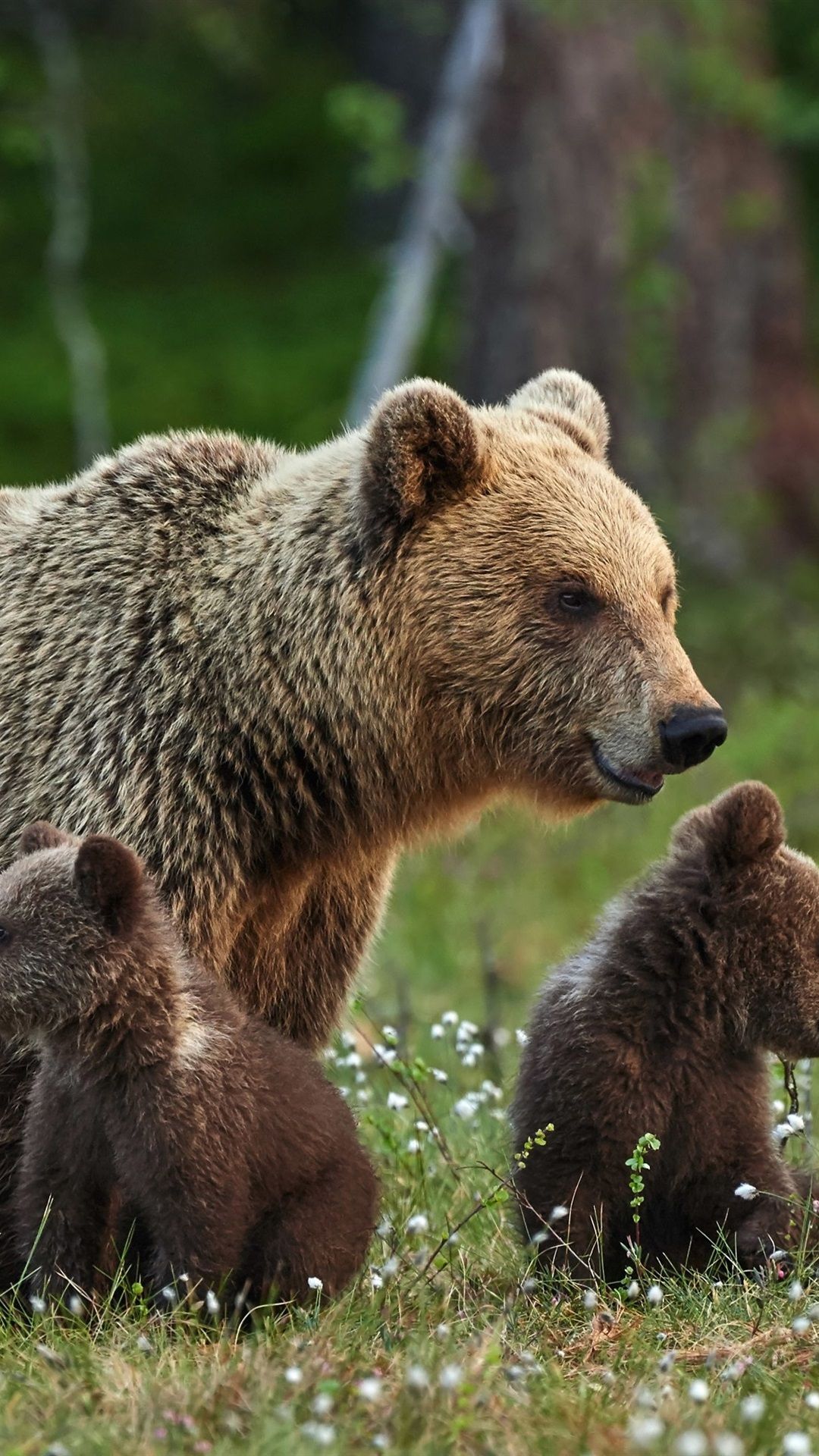 Brown Bears Family, Mother And Cubs 1080x1920 IPhone 8 7 6 6S Plus Wallpaper, Background, Picture, Image