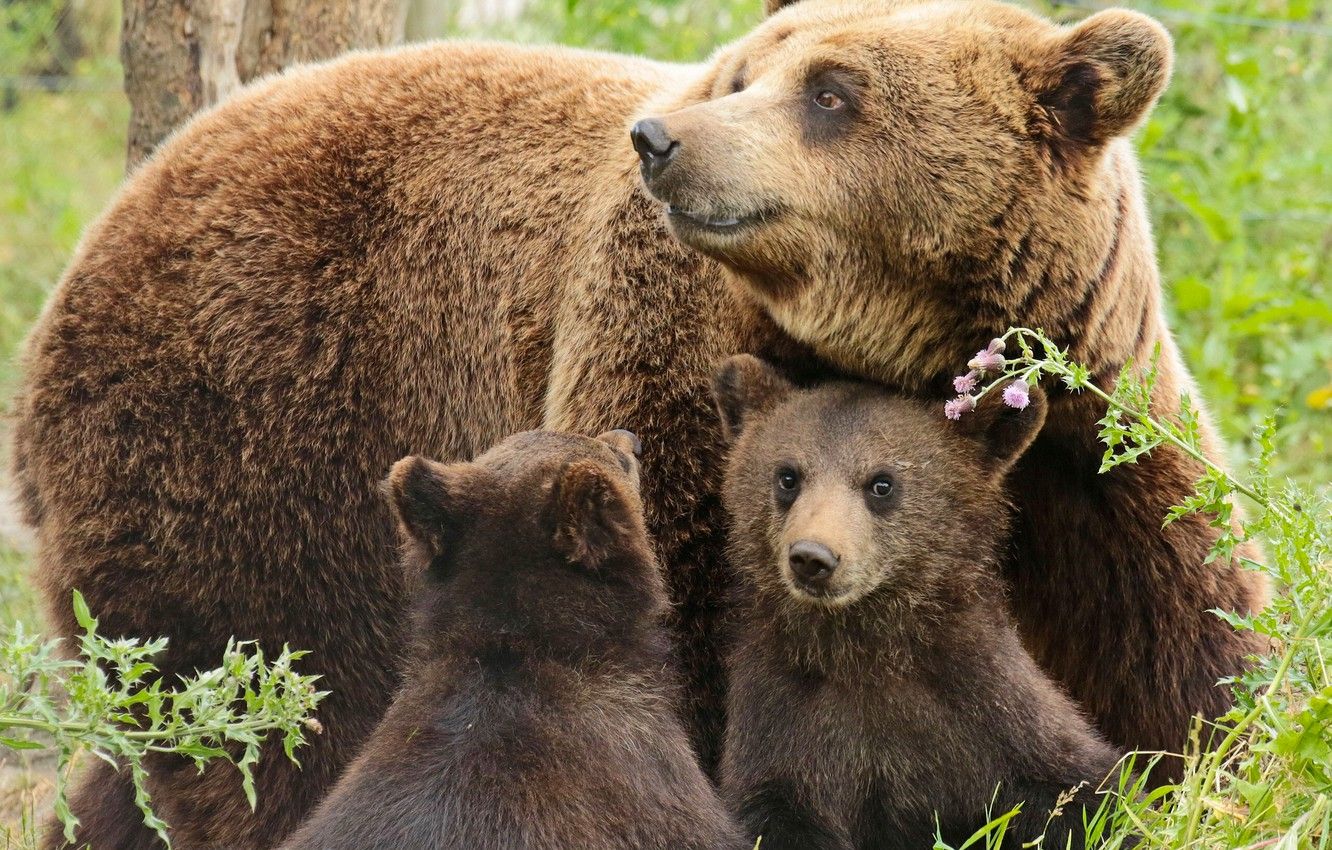 Wallpaper bears, bears, bear, cubs image for desktop, section