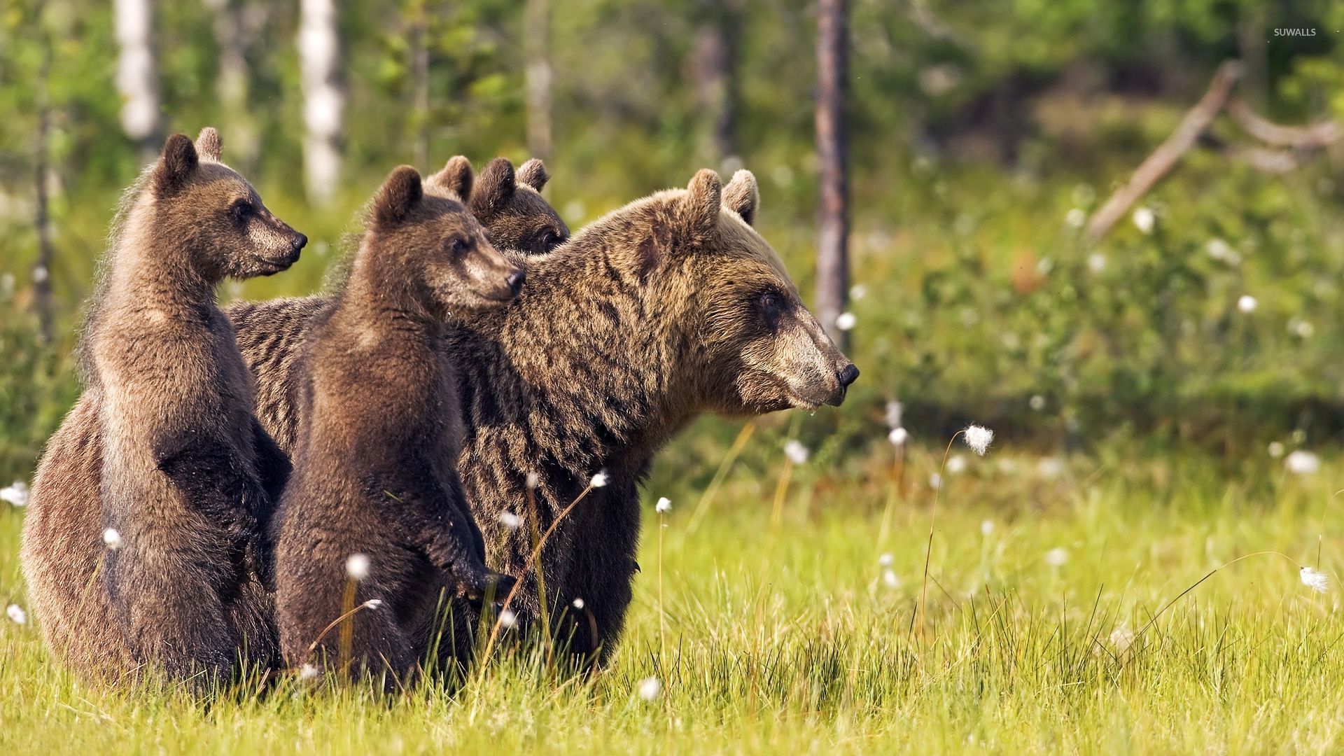 Brown bear and her cubs wallpaper wallpaper