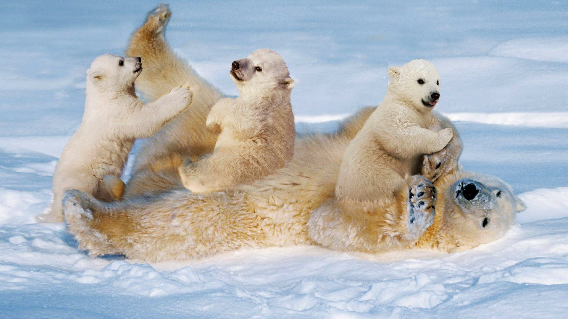 White Polar Bear With Cubs Small Cinch Staining The Snow Desktop