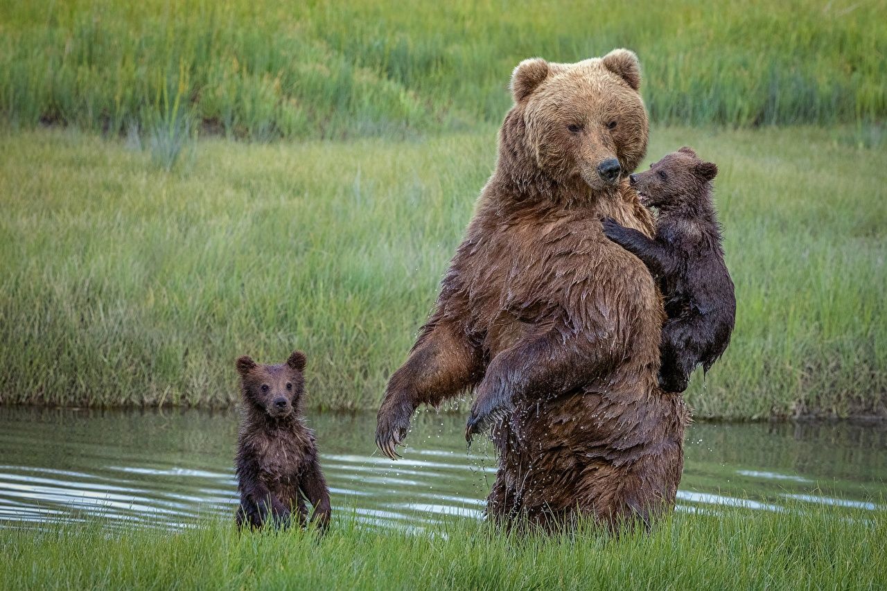 Desktop Wallpaper Brown Bears Cubs Bears Wet animal