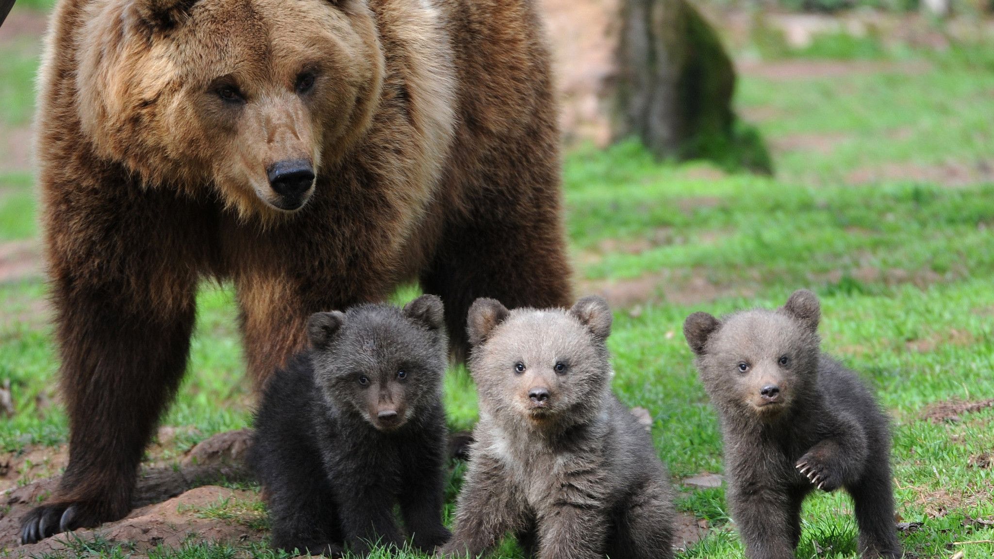 Bear and cubs