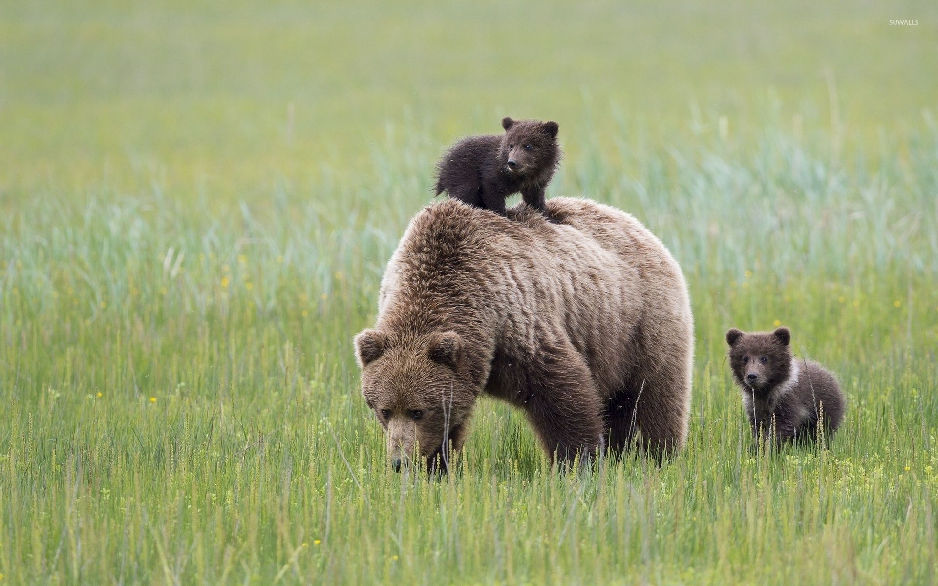 Bear Cubs Wallpapers Wallpaper Cave