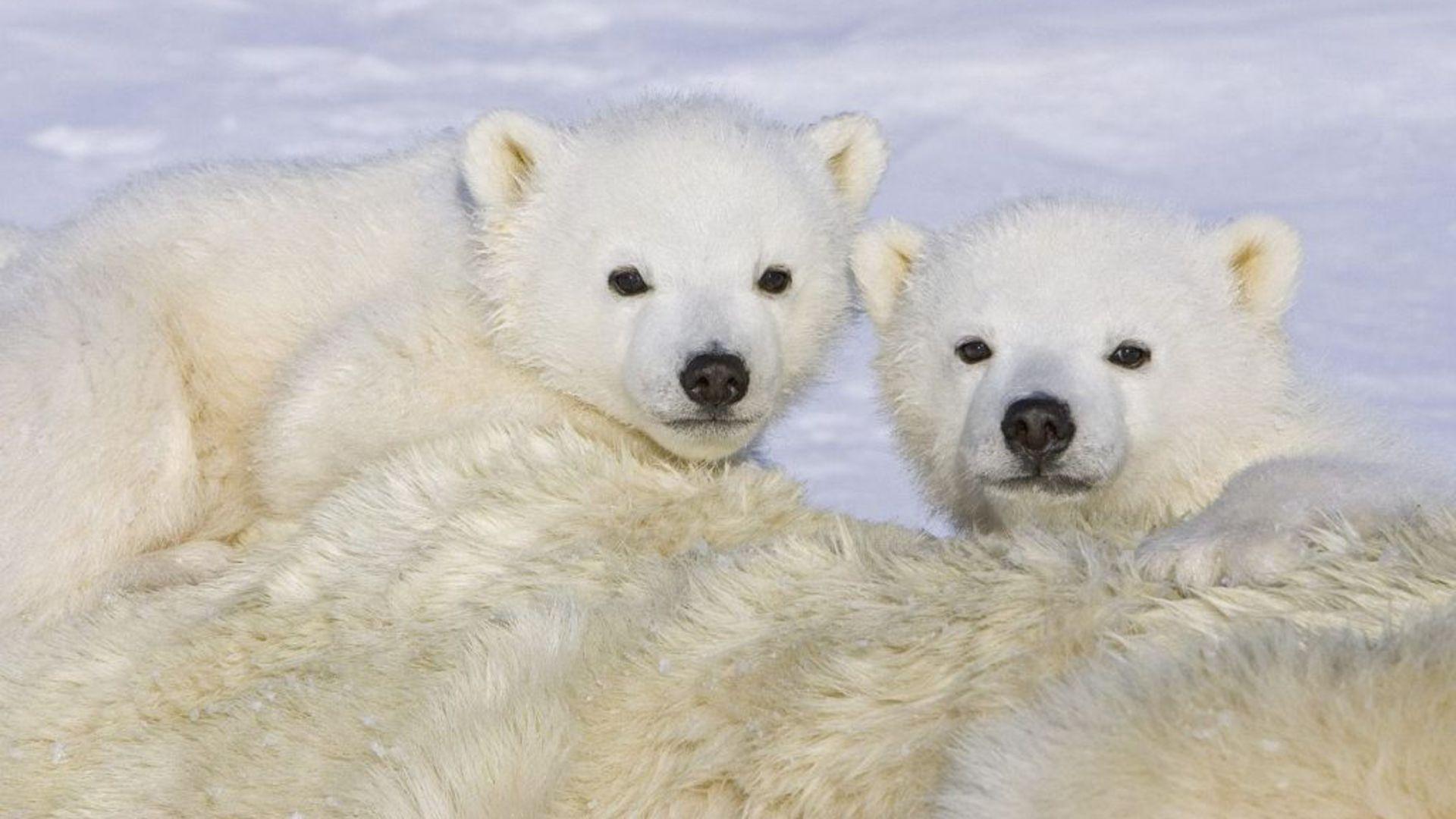 Cute Polar Bear Cubs HD desktop wallpaper, Widescreen, High