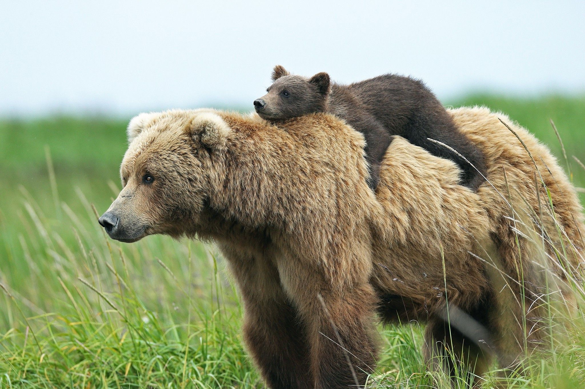 animals, Bears, Baby Animals, Cubs Wallpaper HD / Desktop