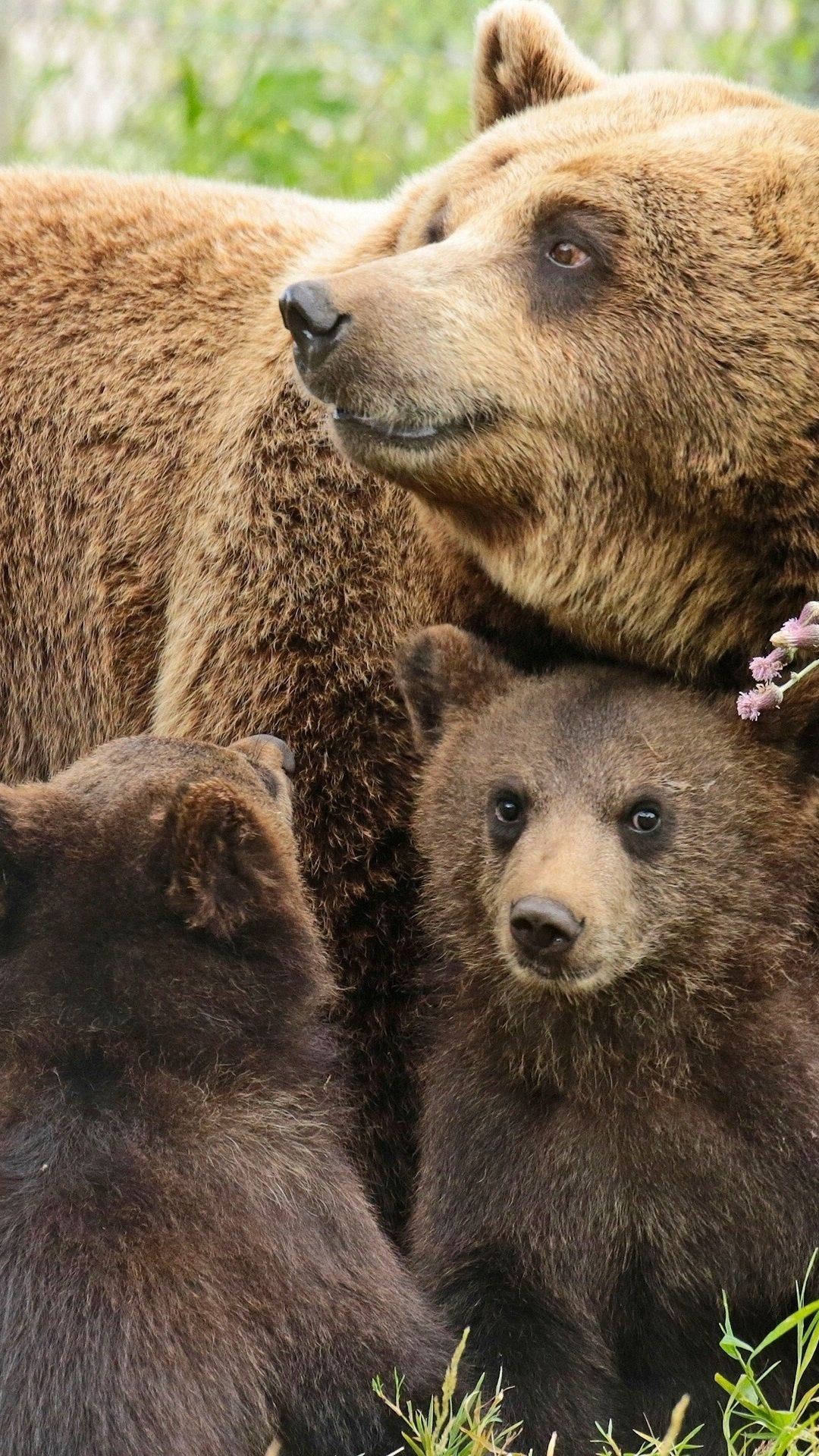 Bears Family, Mother, Two Cubs 1080x1920 IPhone 8 7 6 6S Plus
