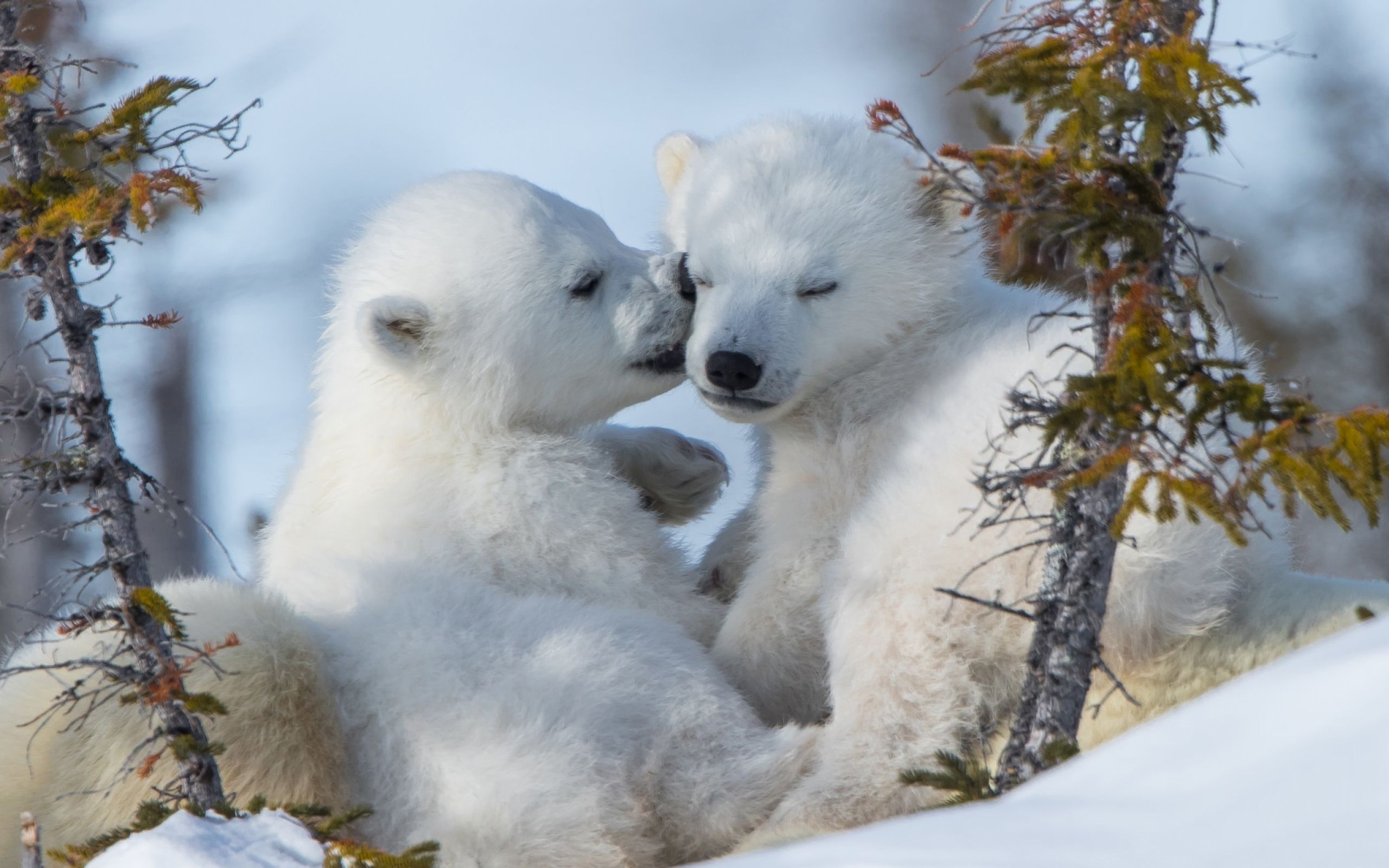 Polar Bear Cubs Wallpaper