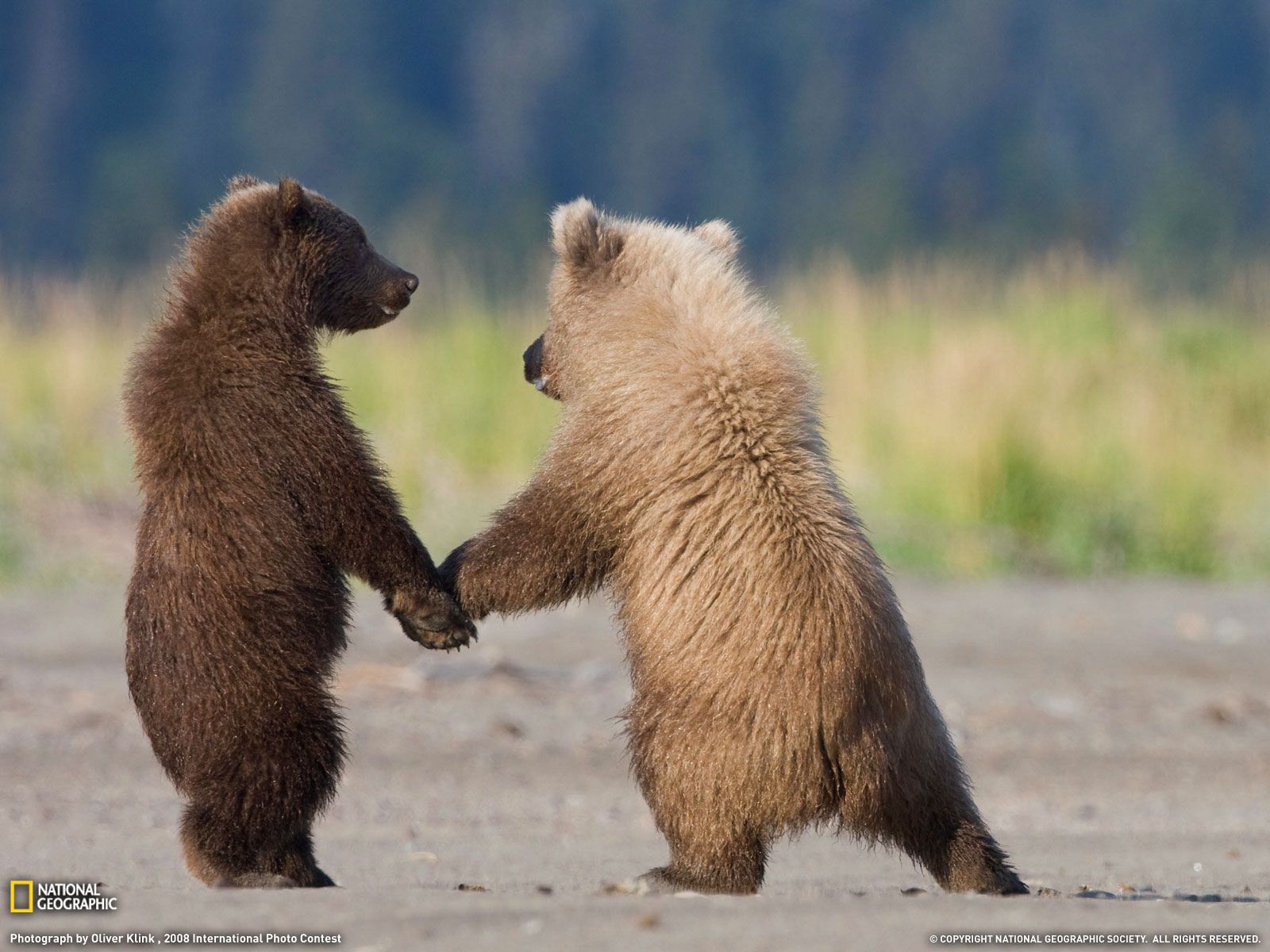 3600_1600x1200 Wallpaper Grizzly Bear Cubs