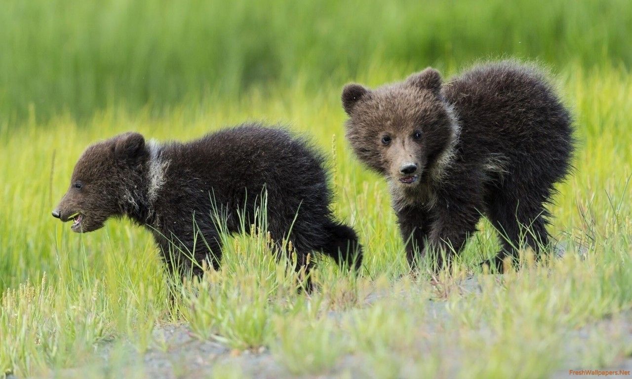 Running bear cubs wallpaper
